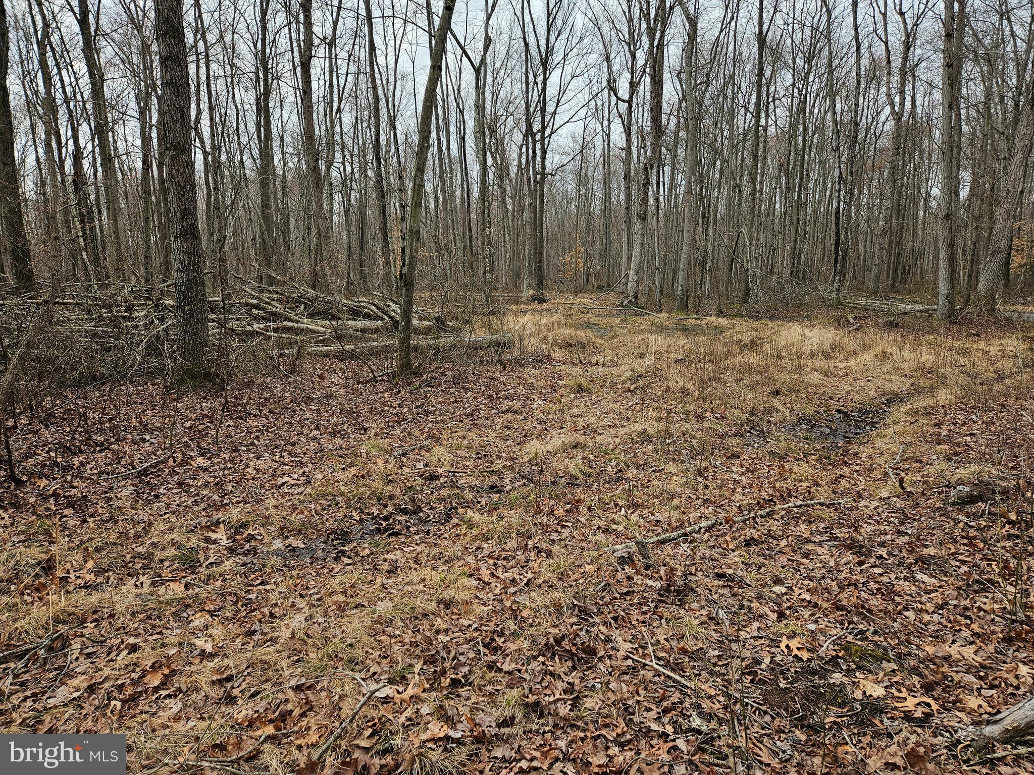 Bradford Johnson Road Galena, MD 21635 - Photo 5 of 15 a view of outdoor space and covered with trees