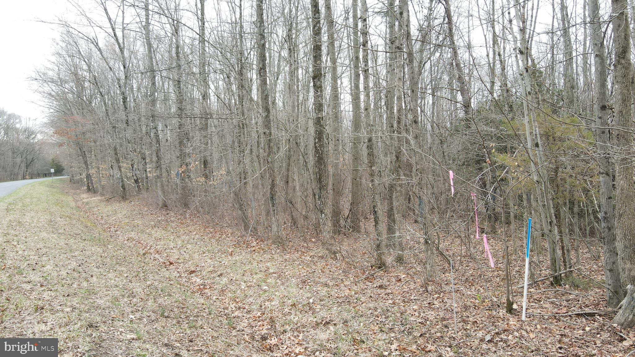 Bradford Johnson Road Galena, MD 21635 - Photo 6 of 15 a view of room with trees