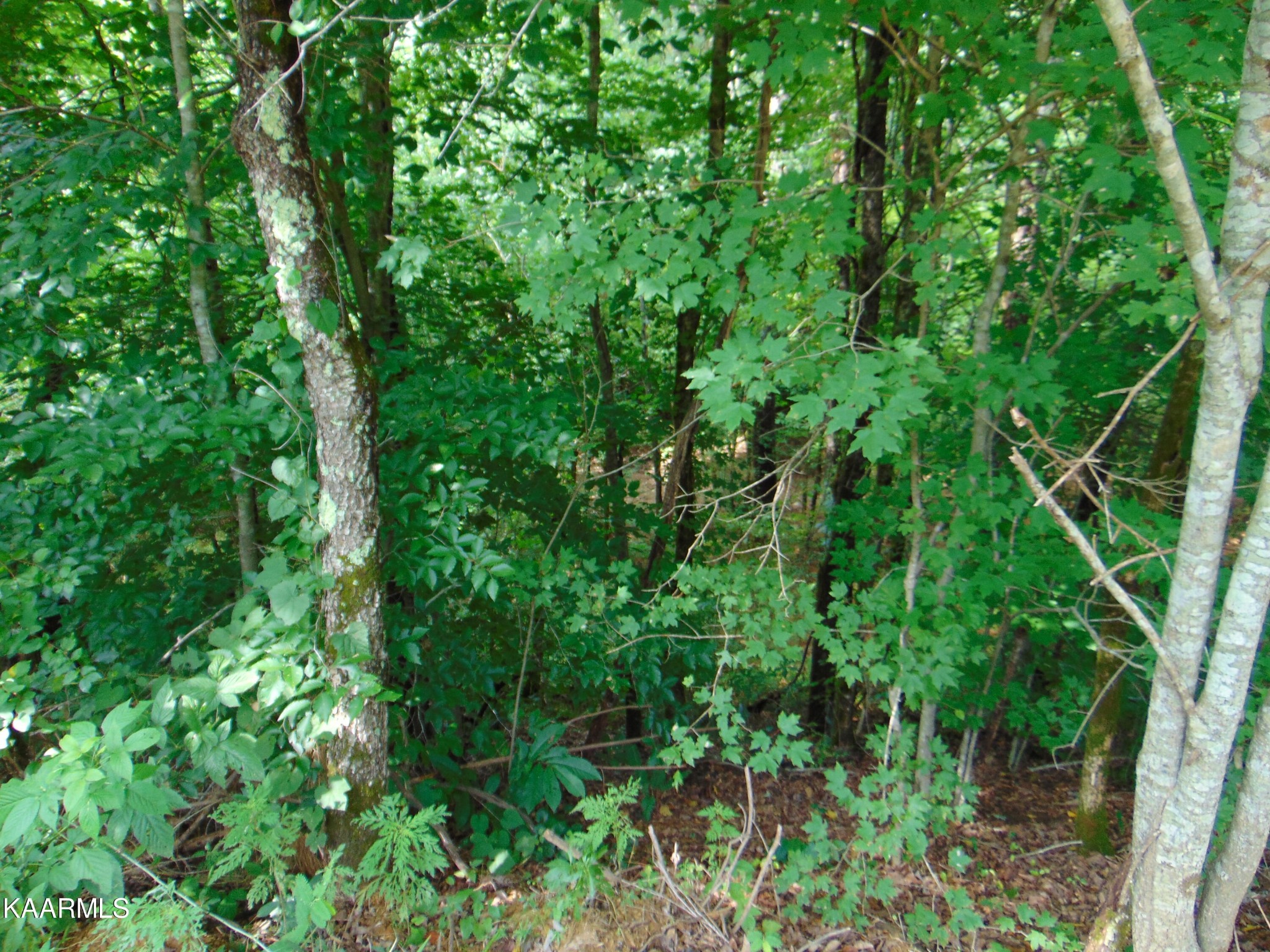 37 Pinhook Road Delano, TN 37325 - Photo 21 of 47 Gallery Image 21
