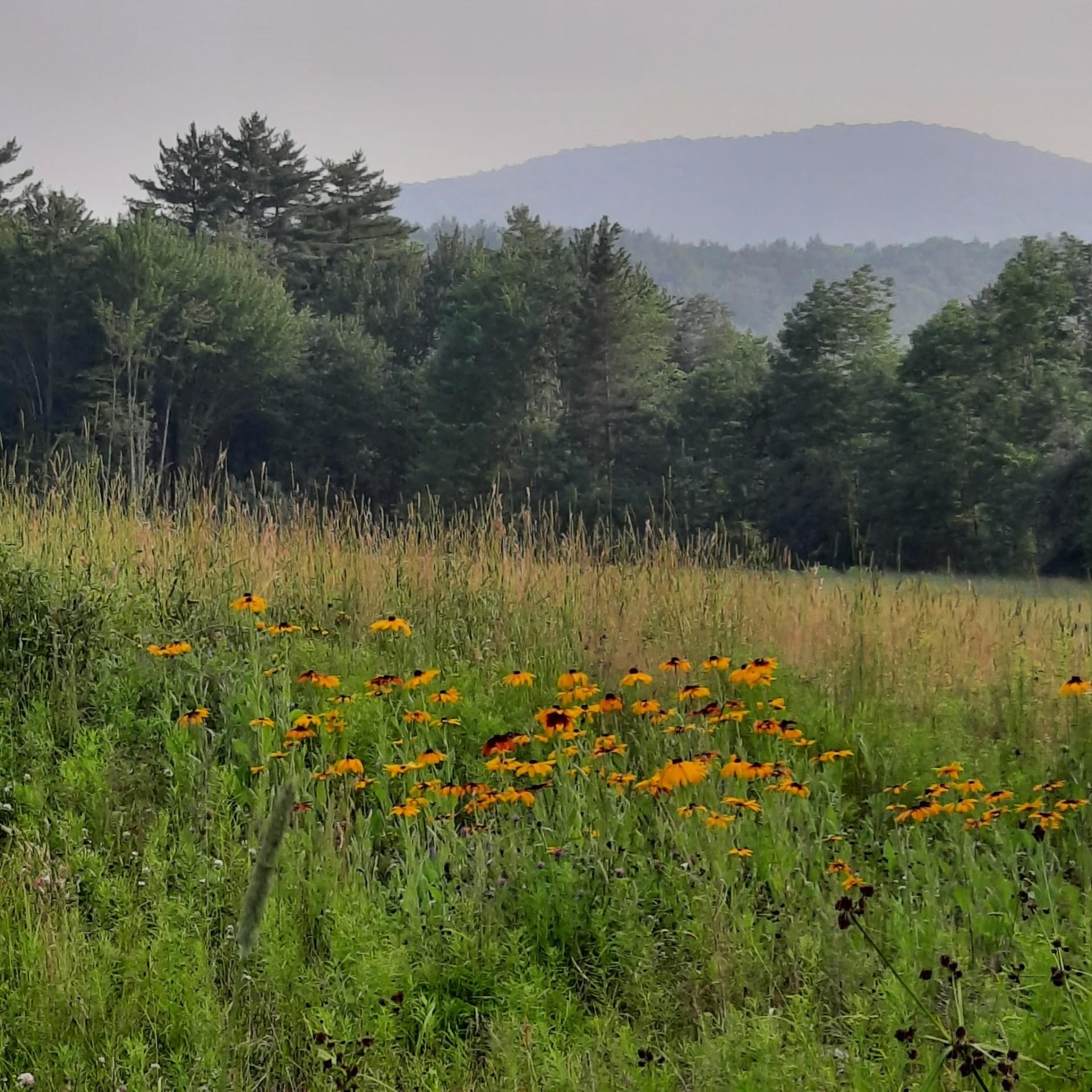 321 Center District Road Sugar Hill, NH 03586 - Photo 55 of 59