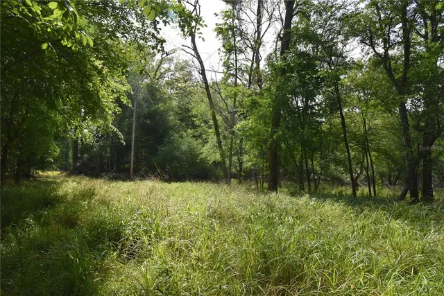 a view of a park with large trees