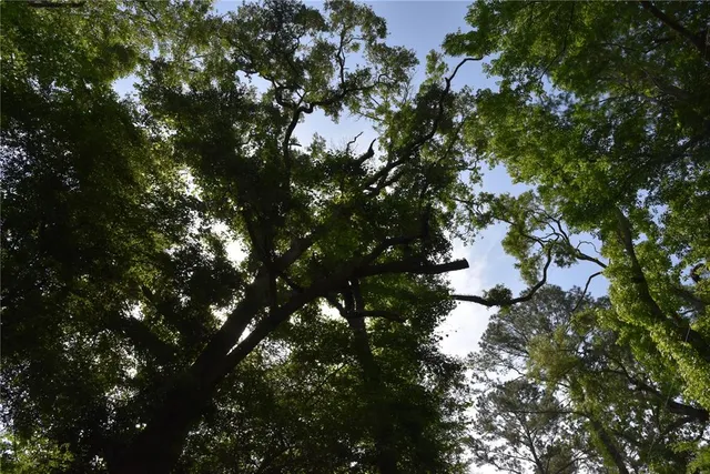 a view of outdoor space and yard