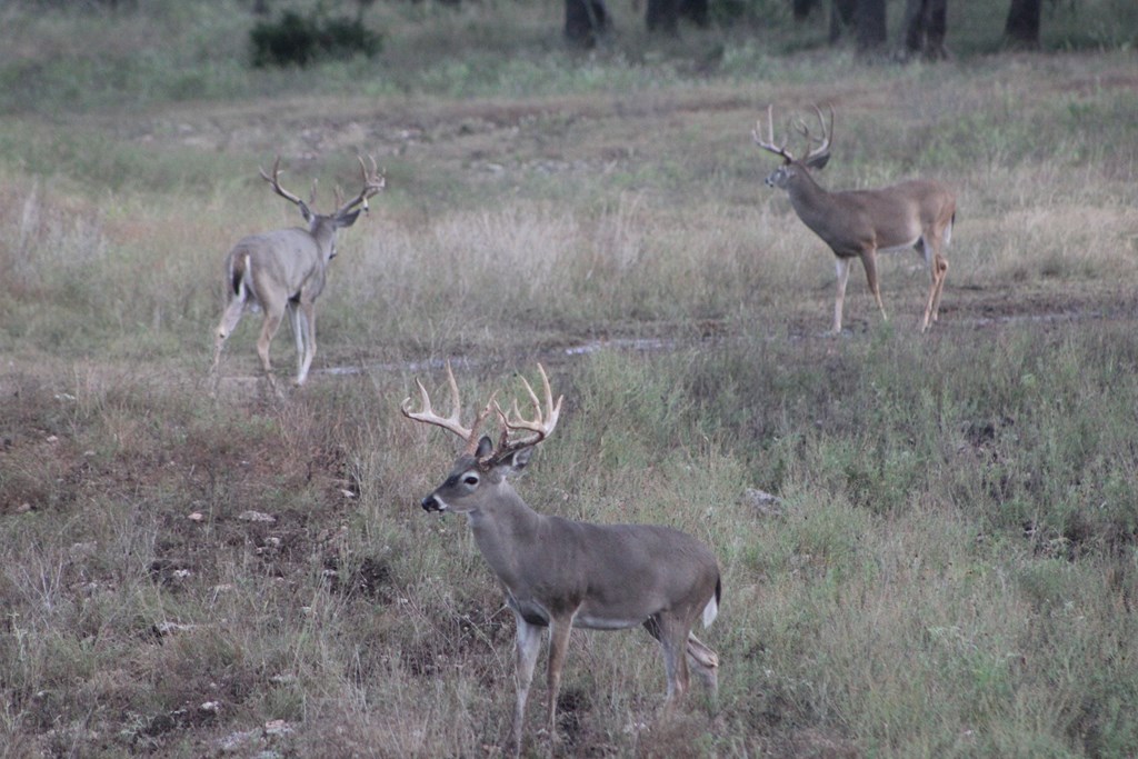 17 Blackjack Ranch Road, Unit 17 Harper, TX 78631 - Photo 8 of 9