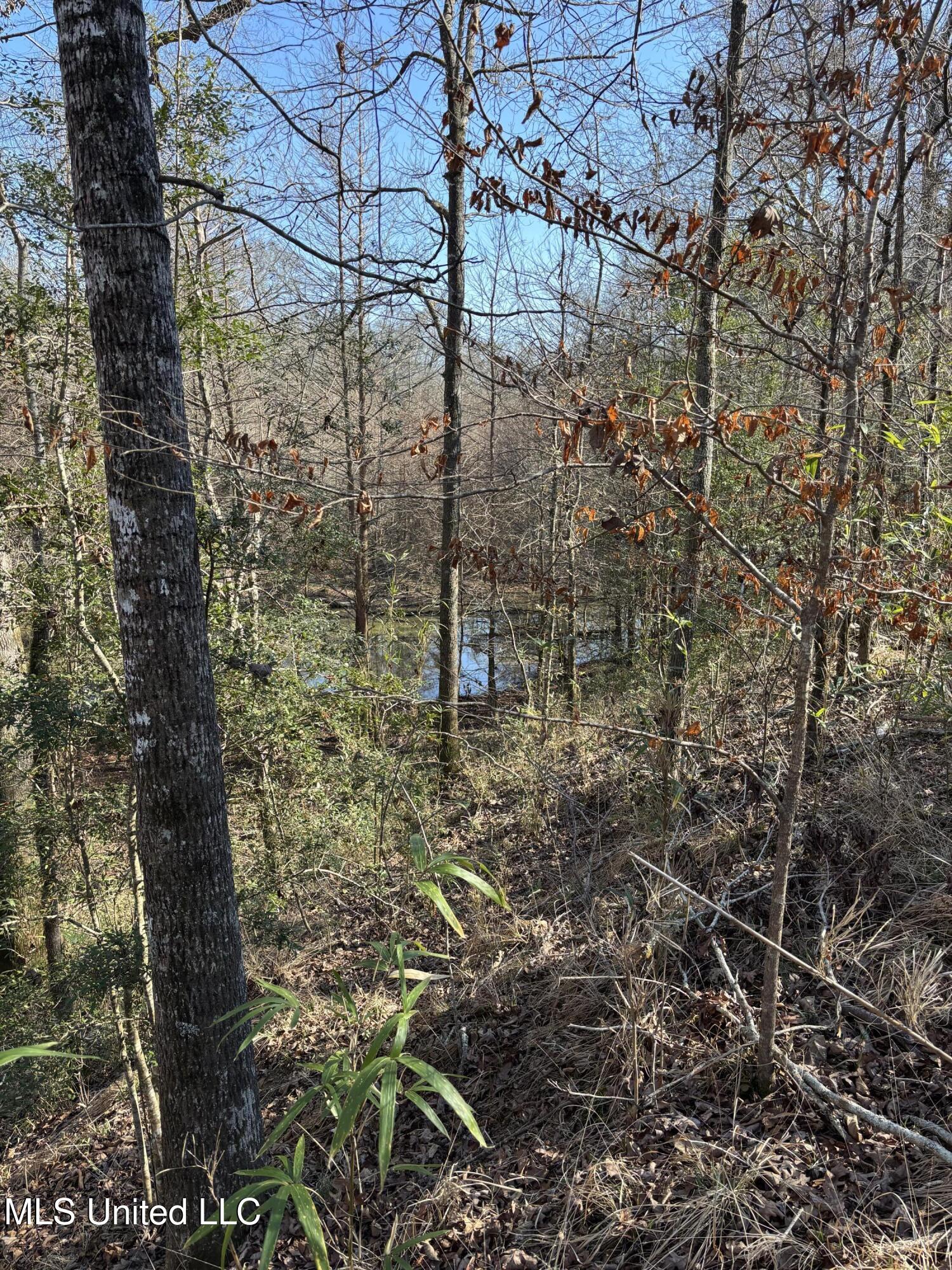 Lee Bass Road Pinola, MS 39149 - Photo 12 of 14 IMG_3488