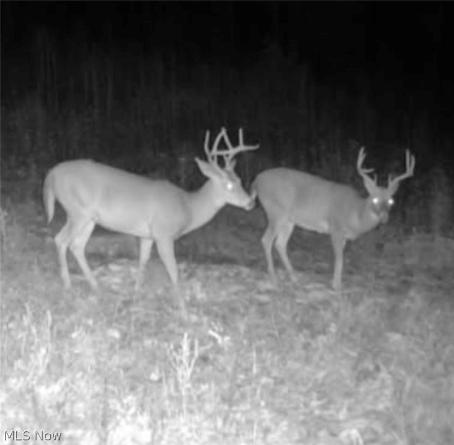 Spence Hill Road Caldwell, OH 43724 - Photo 46 of 49 Gallery Image 46