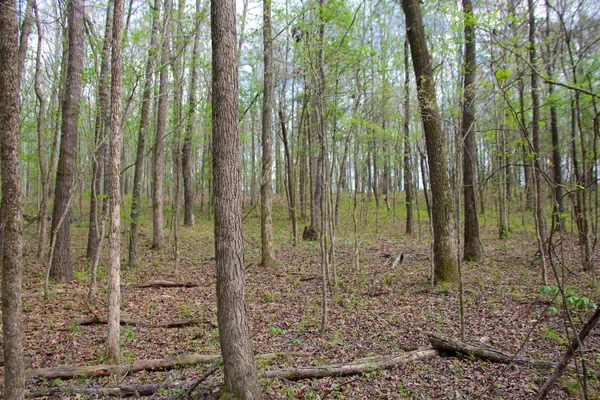 $47,500 | 780 Breedlove Road, Michigan City, MS 38647