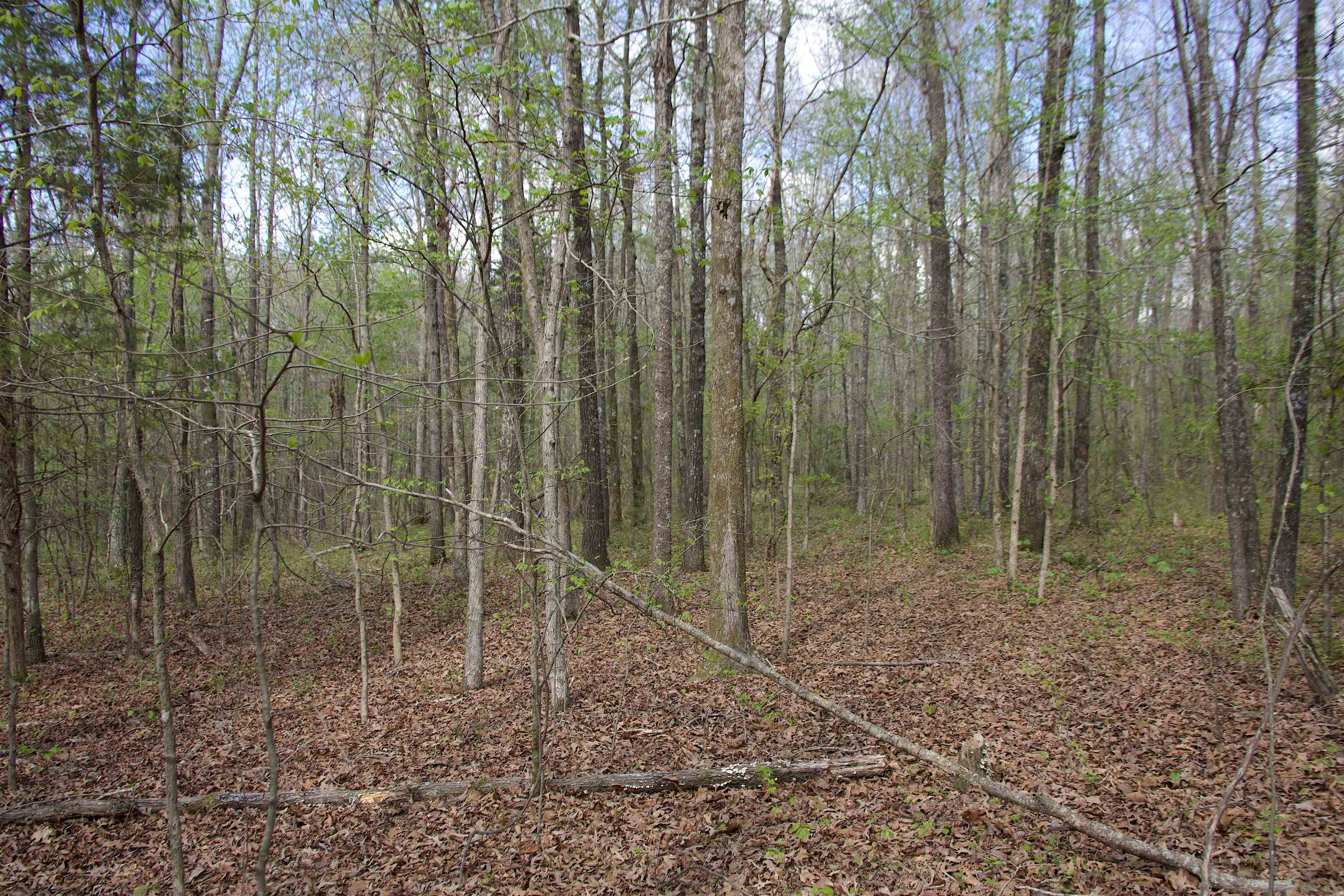 780 Breedlove Road Michigan City, MS 38647 - Photo 7 of 11