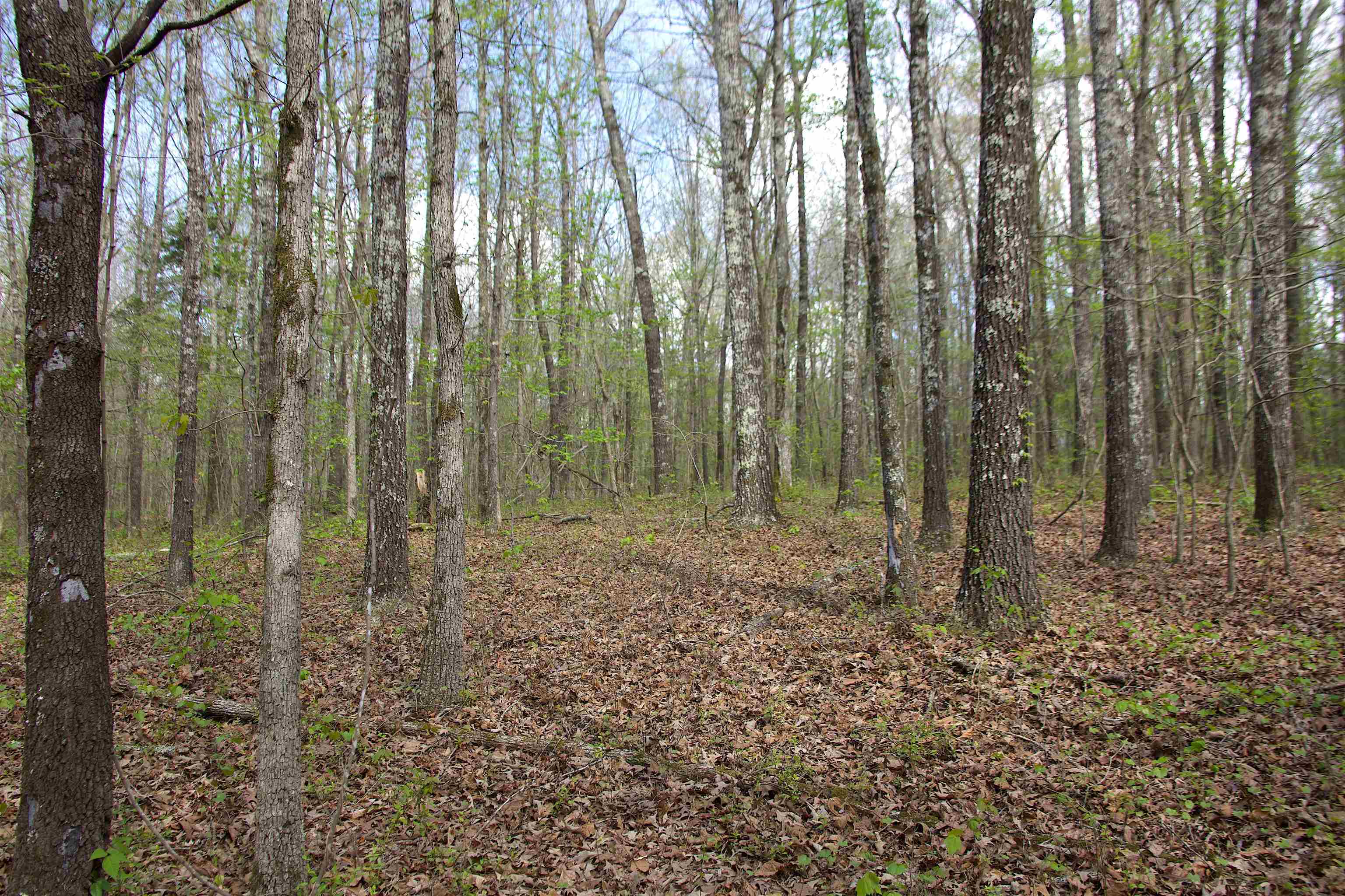 780 Breedlove Road Michigan City, MS 38647 - Photo 9 of 11