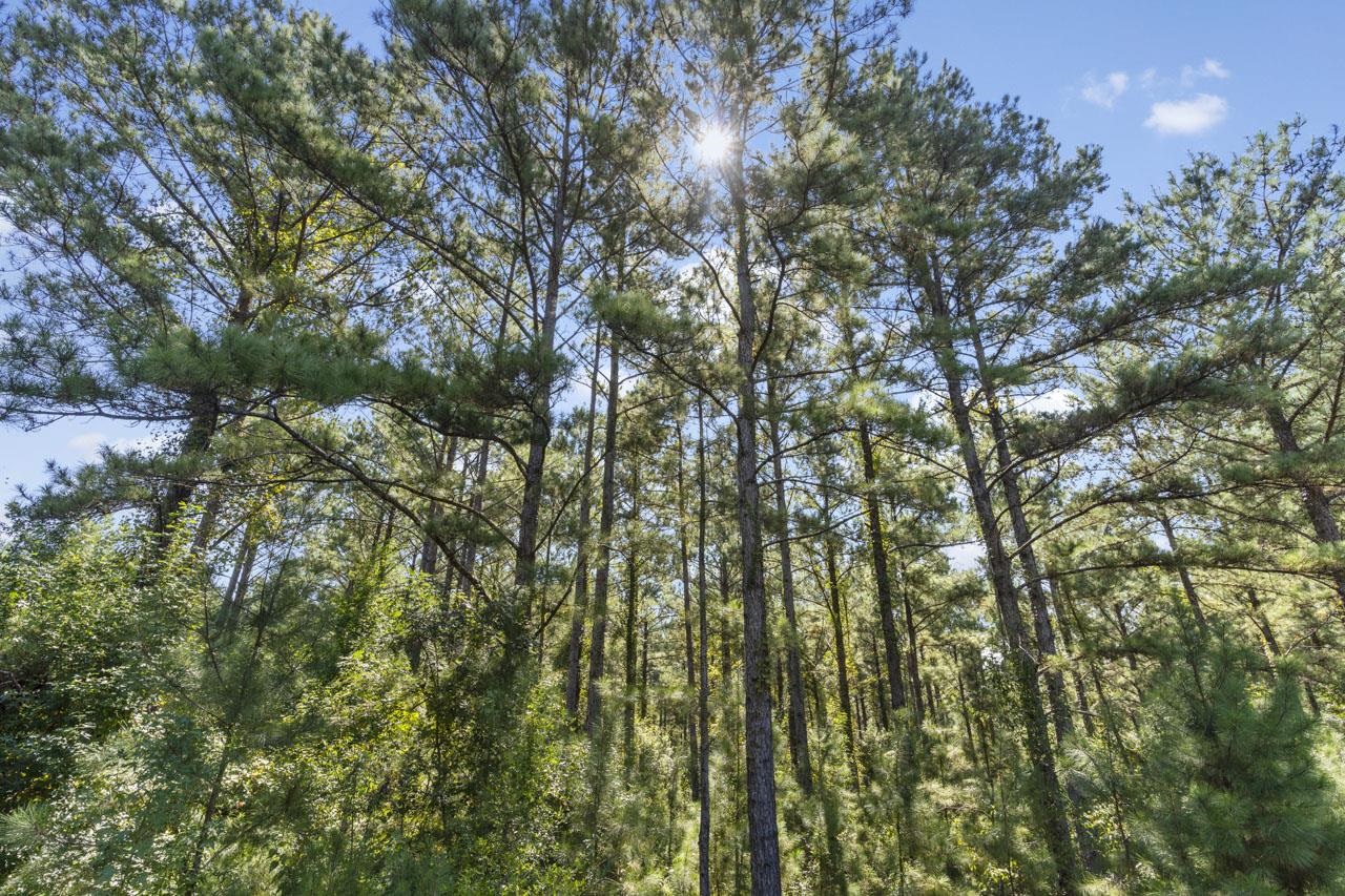 784 Spooner Road Quincy, FL 32351 - Photo 8 of 34 Gallery Image 8