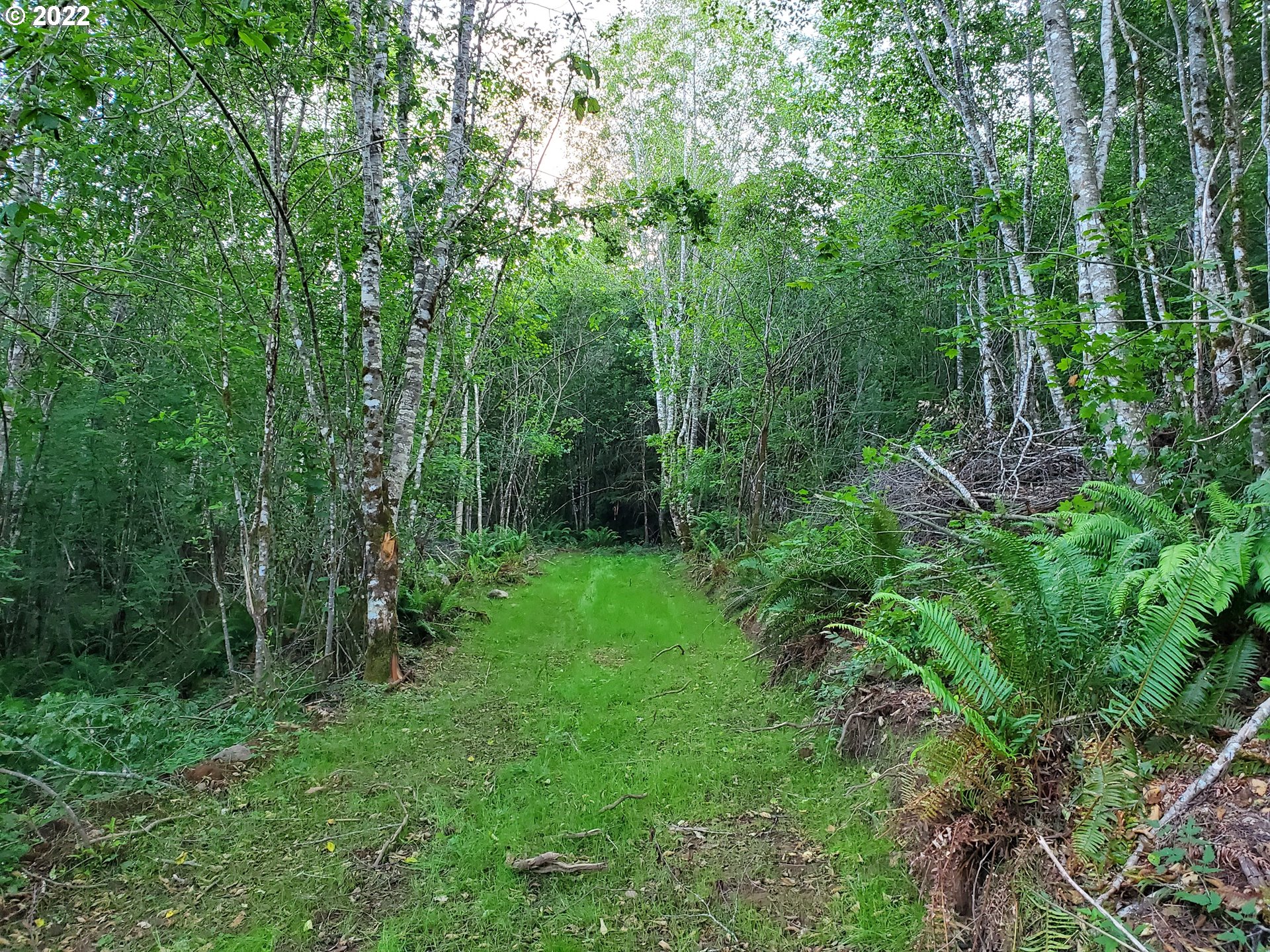 0 Northeast Boulder Creek Road Camas, WA 98607 - Photo 3 of 11 a view of a lush green forest
