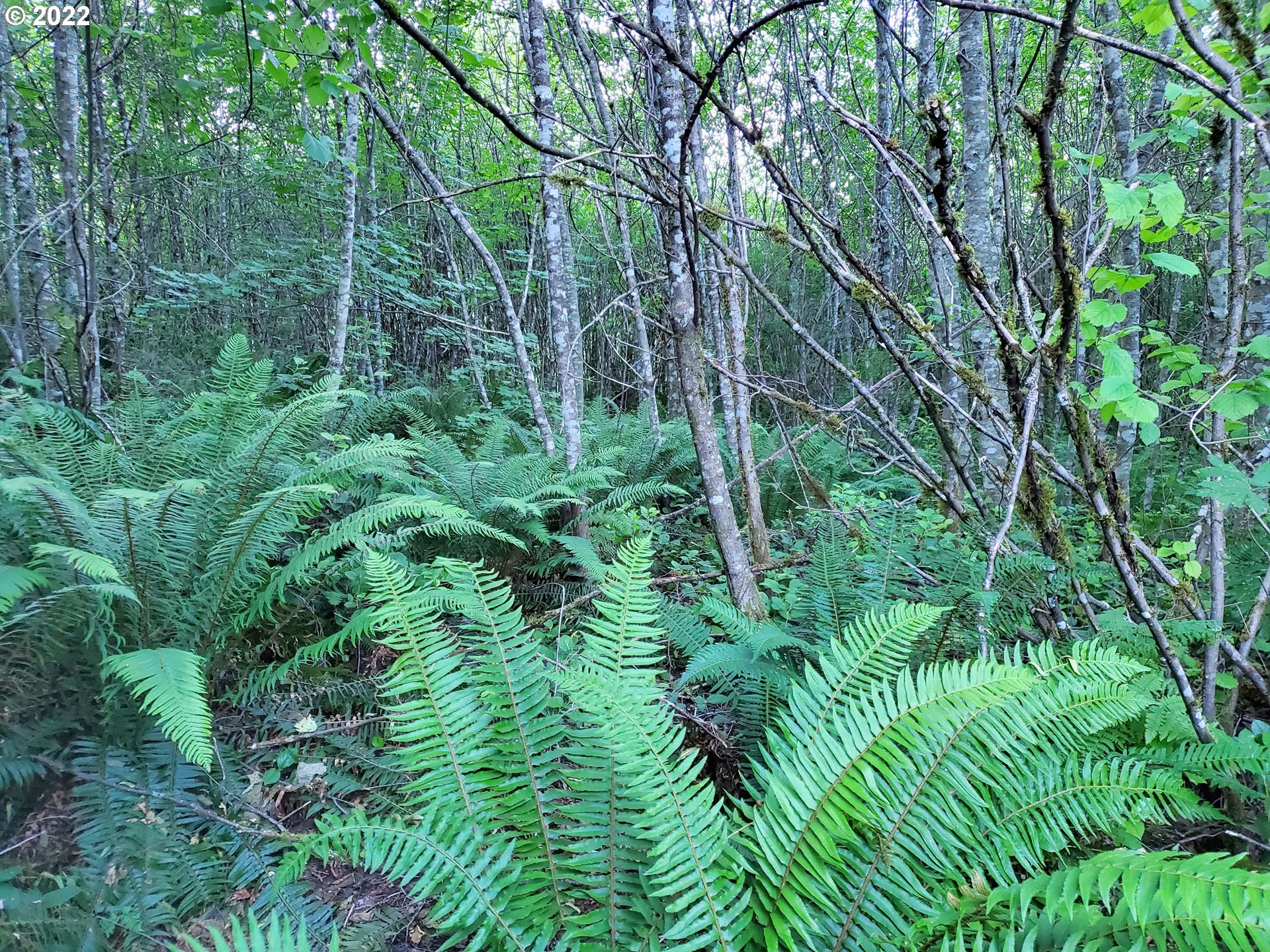 0 Northeast Boulder Creek Road Camas, WA 98607 - Photo 5 of 11 a view of a lush green forest