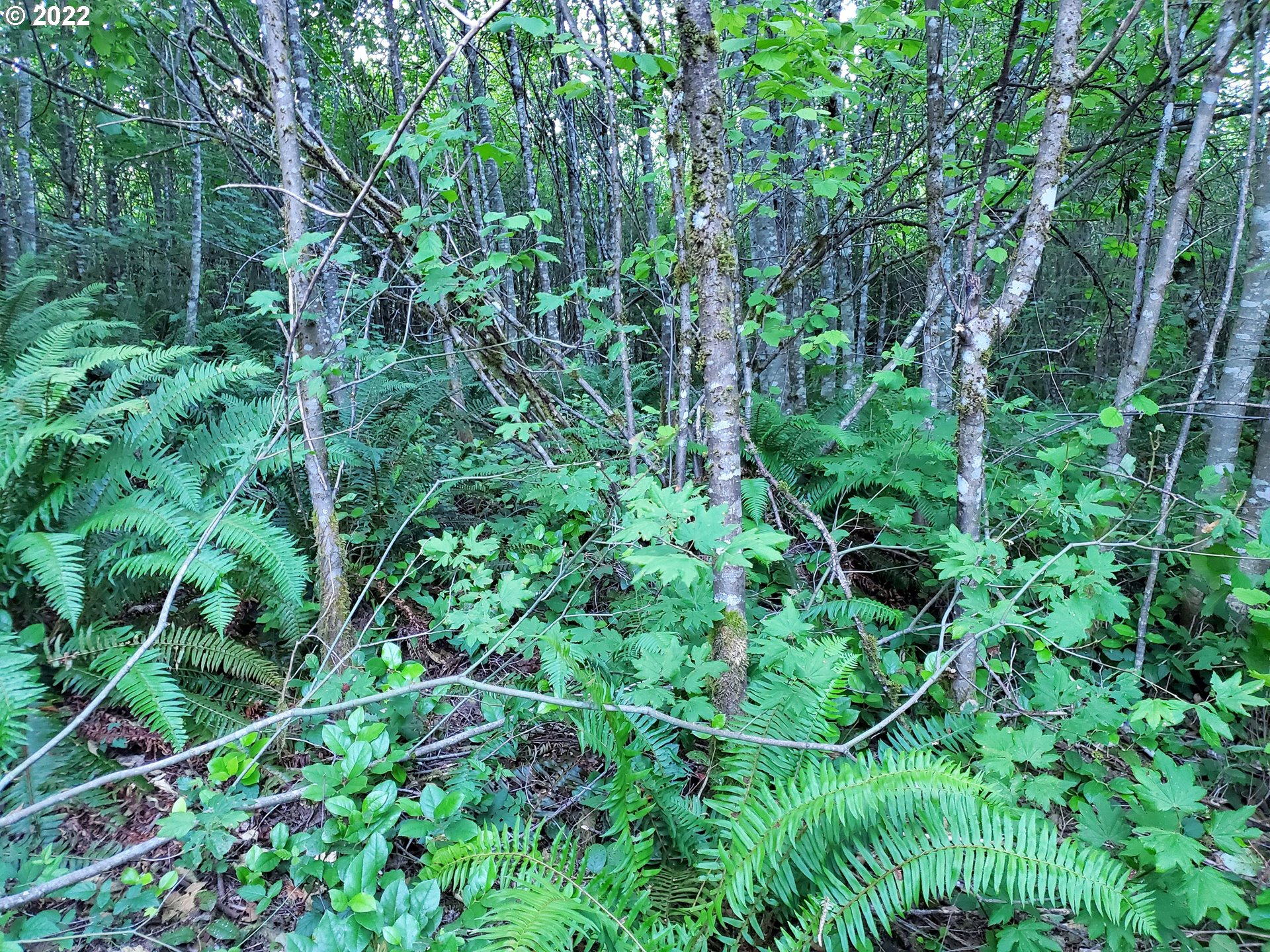 0 Northeast Boulder Creek Road Camas, WA 98607 - Photo 6 of 11 a view of a lush green forest