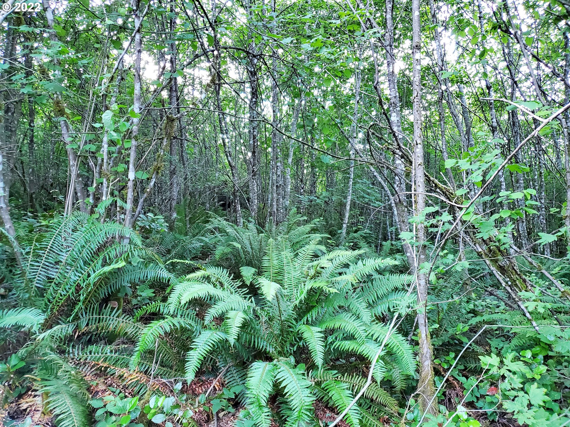 0 Northeast Boulder Creek Road Camas, WA 98607 - Photo 7 of 11 a view of a lush green forest