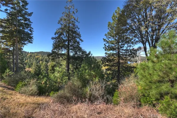 a view of a forest in a forest