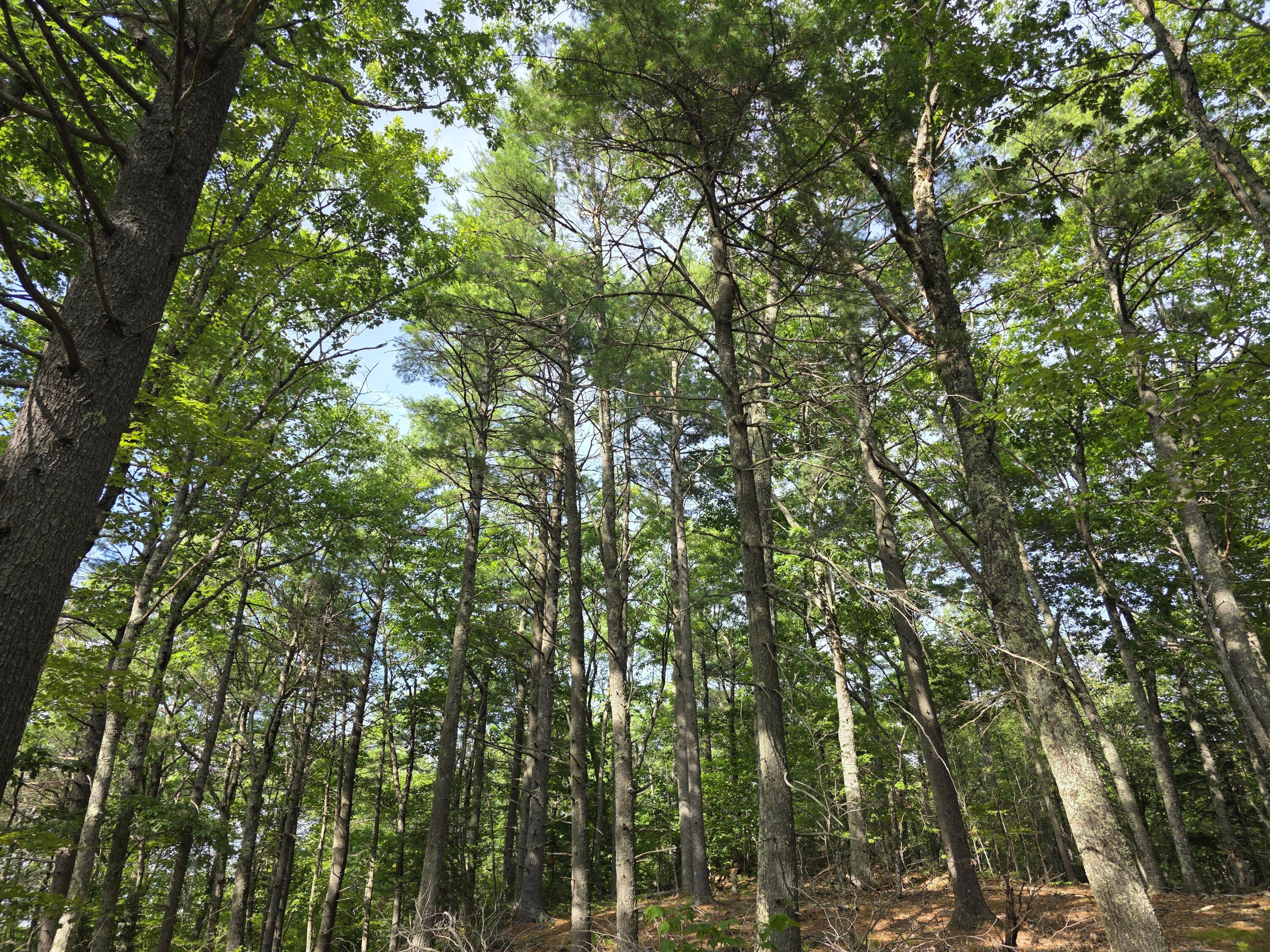 0 Pinnacle Road Liberty, ME 04949 - Photo 12 of 12