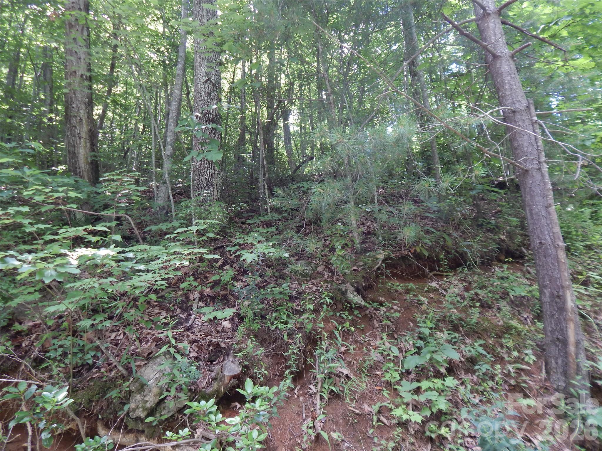 0 Hoot Owl Bill Road Maggie Valley, NC 28751 - Photo 10 of 37 a view of a forest with trees
