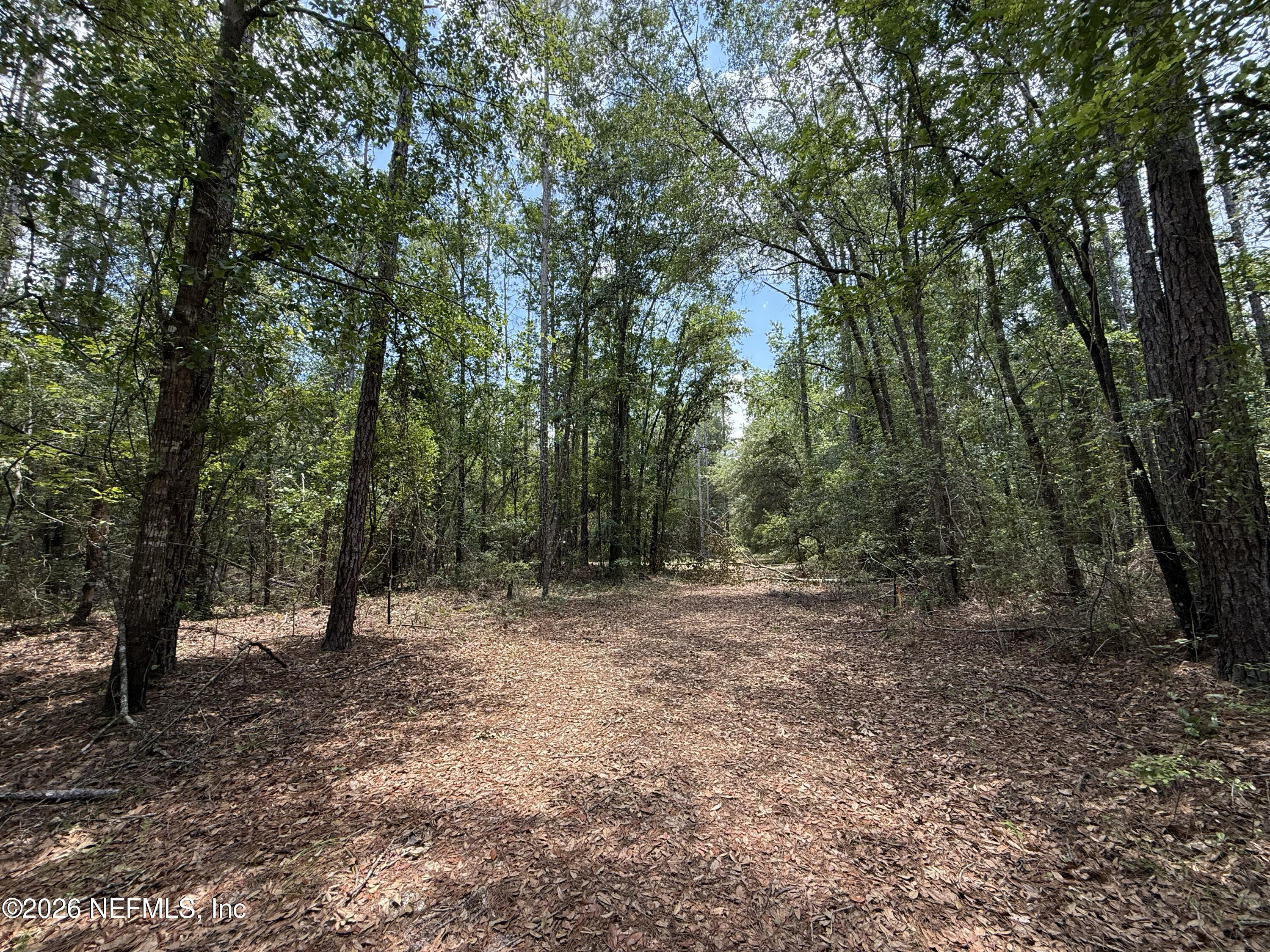 15422 Bullock Bluff Road Bryceville, FL 32009 - Photo 5 of 23 a view of outdoor space with trees all around