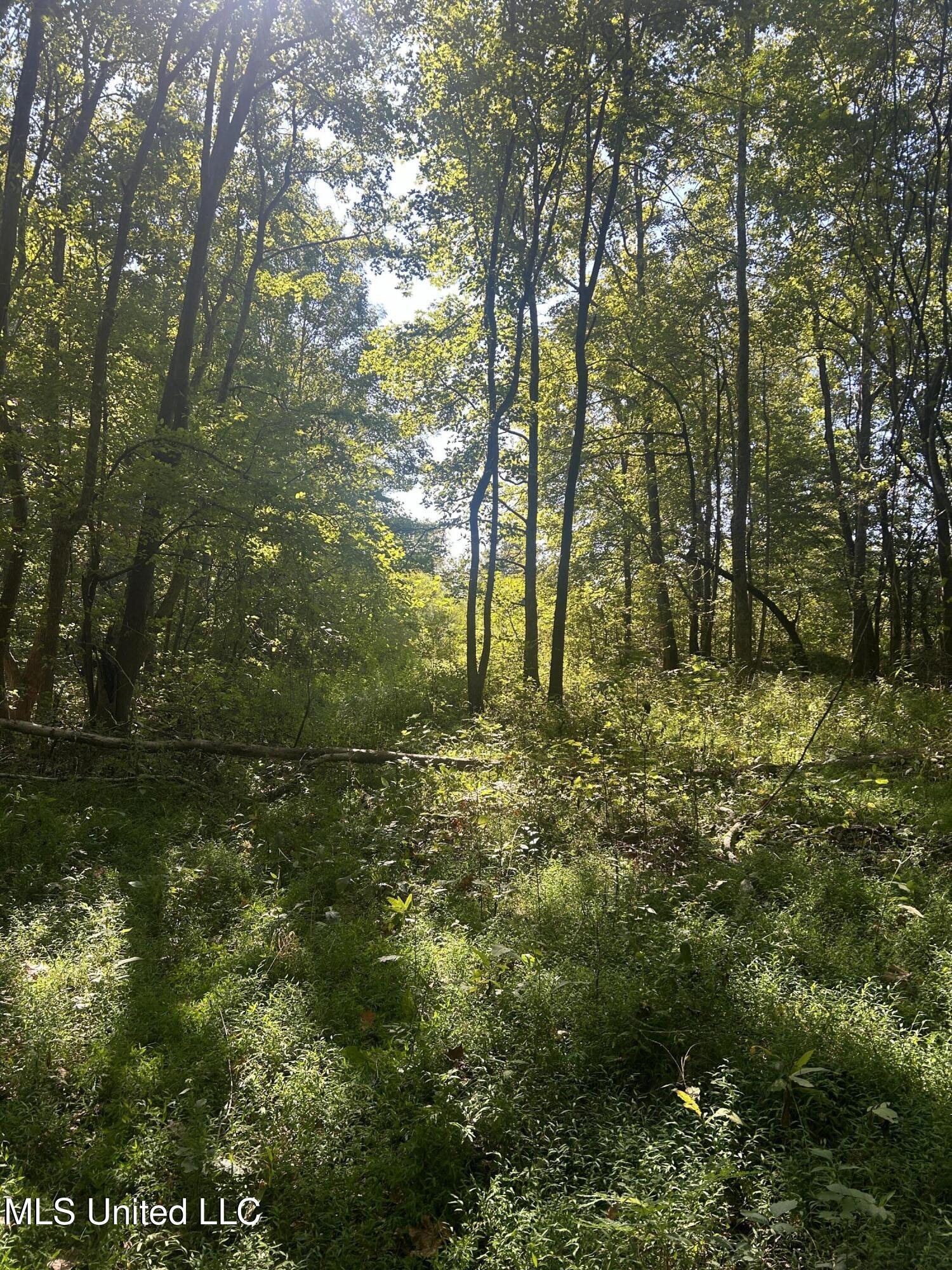 12 Ms Highway Lexington, MS 39095 - Photo 25 of 56 IMG_0313