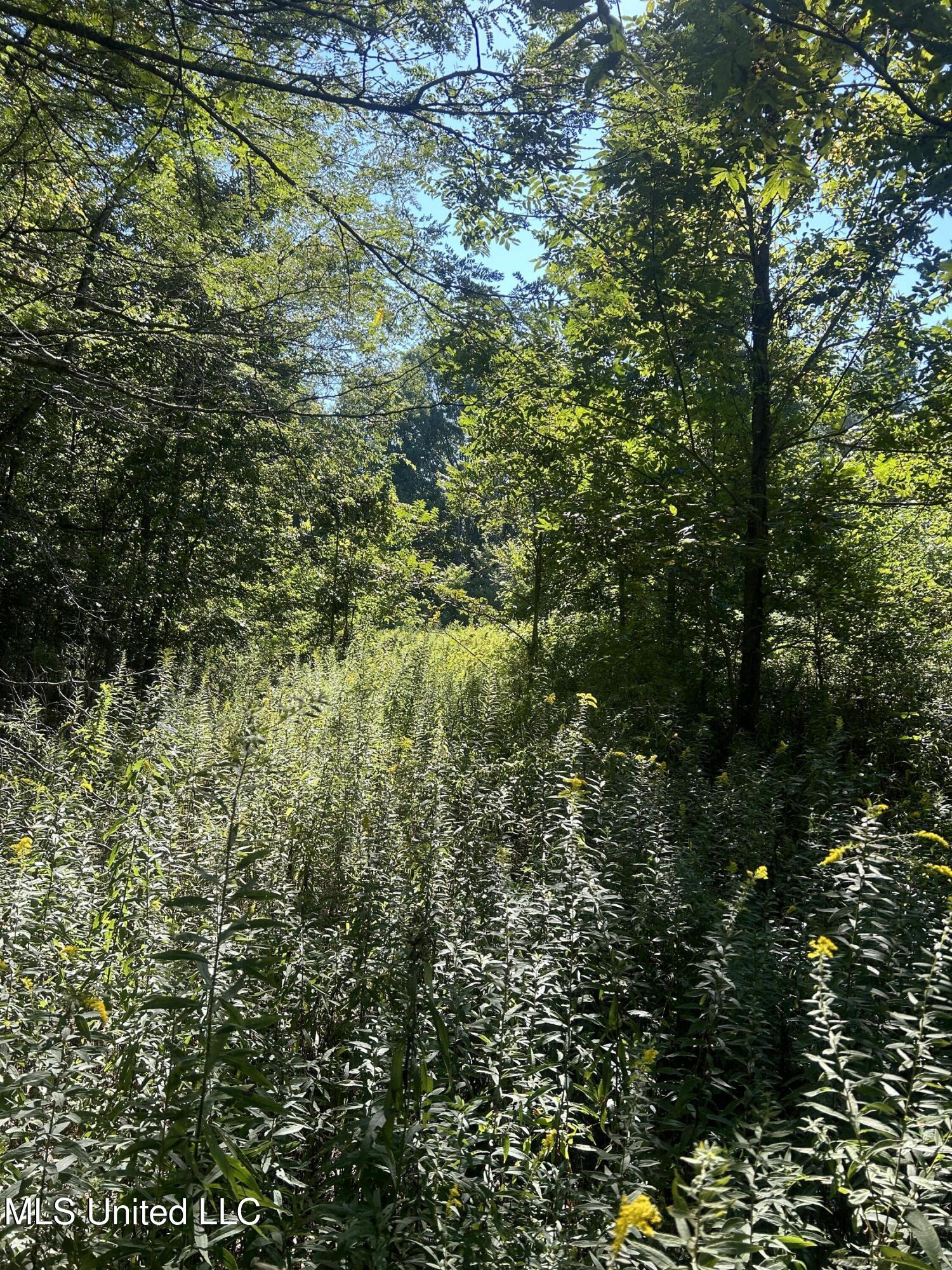 12 Ms Highway Lexington, MS 39095 - Photo 31 of 56 IMG_0319