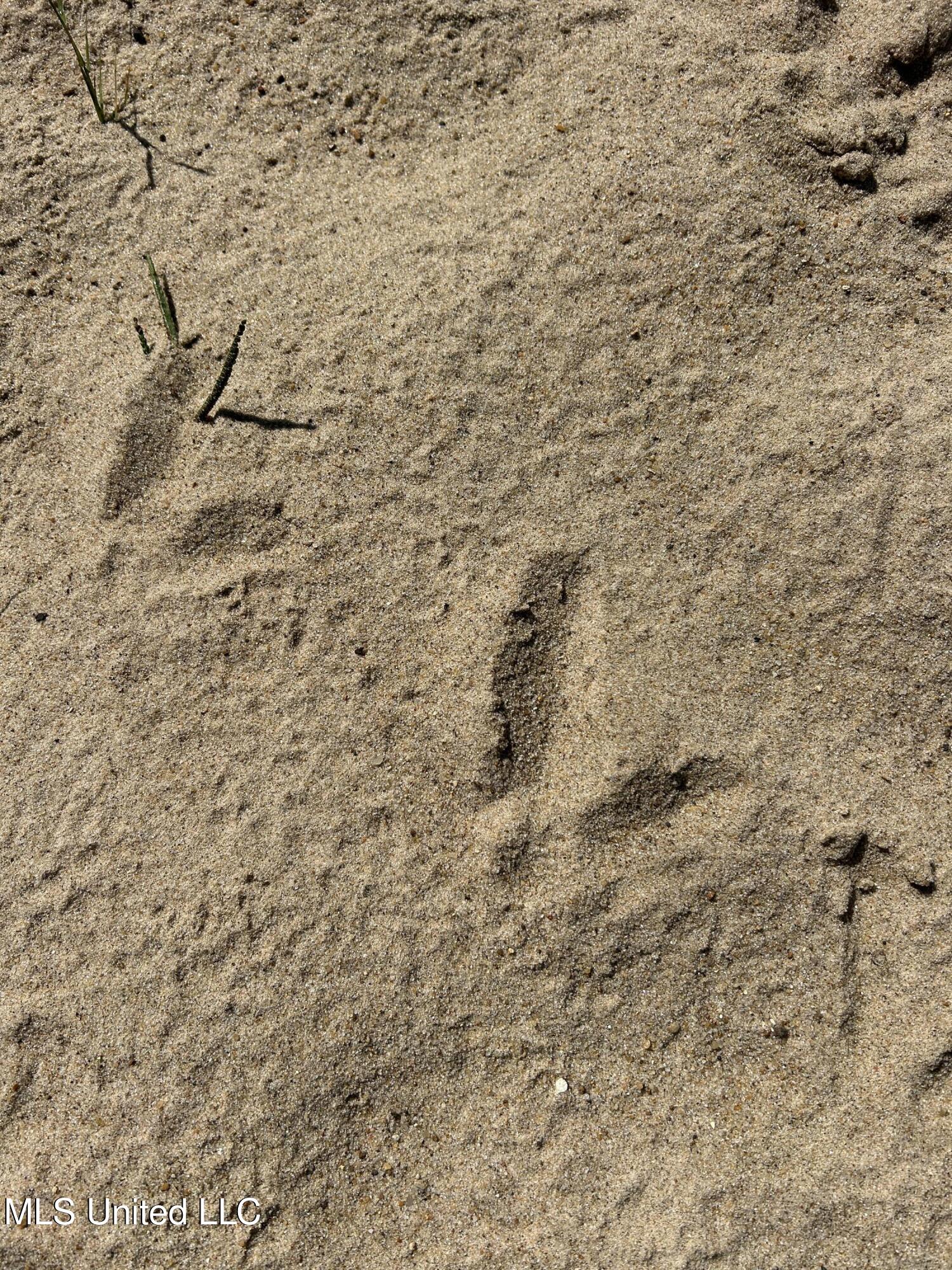 12 Ms Highway Lexington, MS 39095 - Photo 45 of 56 IMG_0335