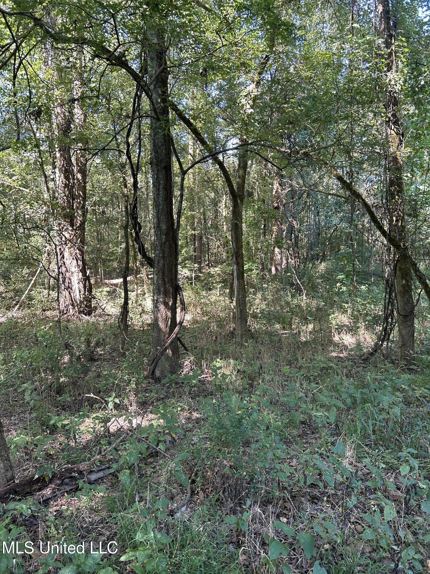 12 Ms Highway Lexington, MS 39095 - Photo 52 of 56 IMG_0344