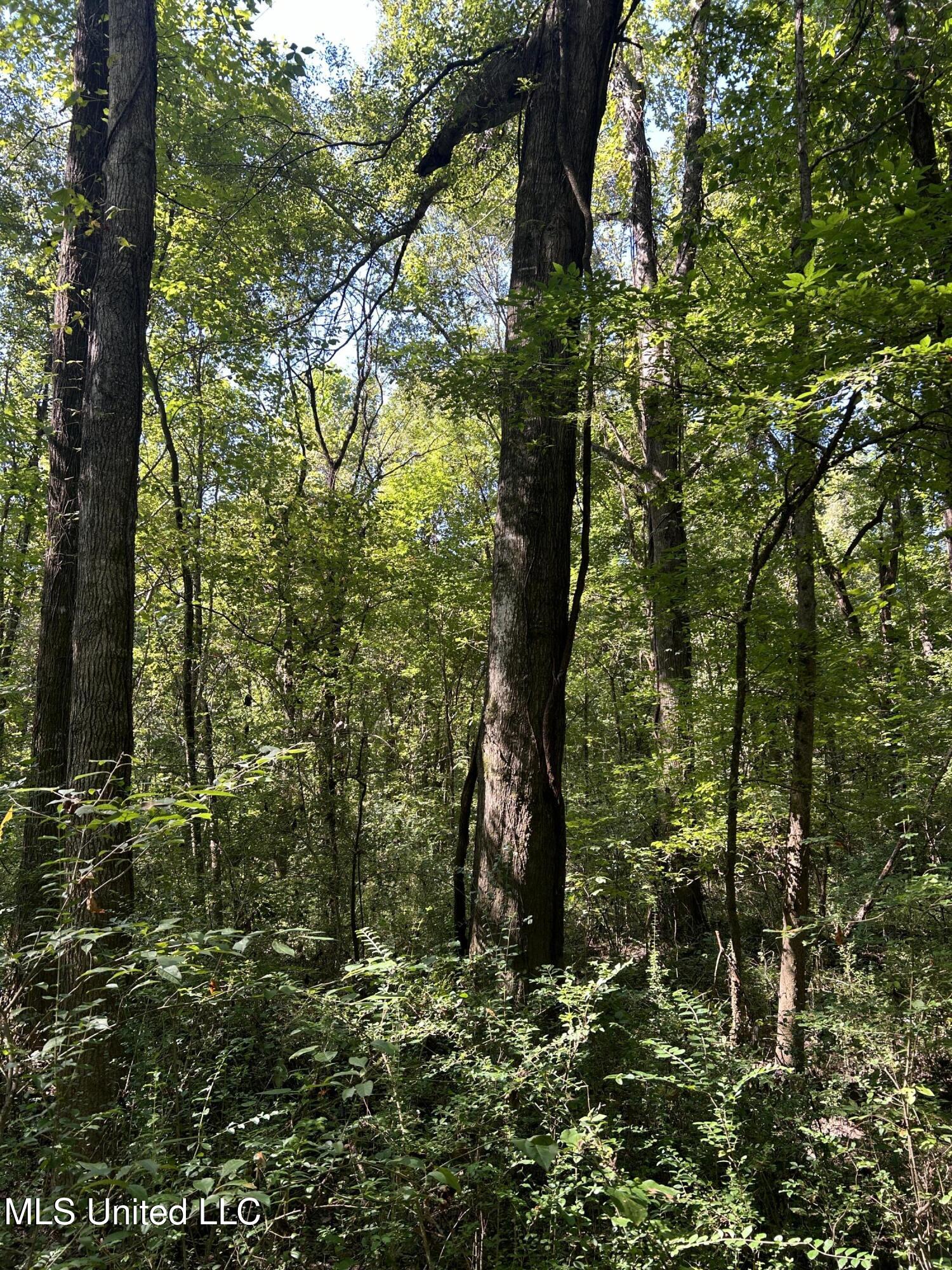 12 Ms Highway Lexington, MS 39095 - Photo 53 of 56 IMG_0345