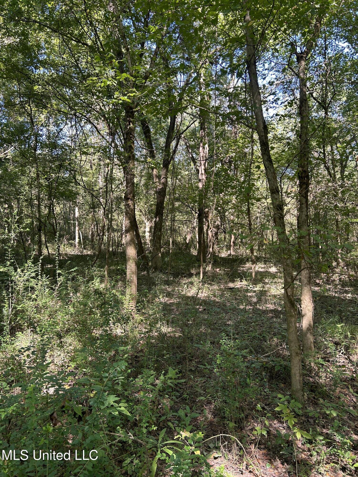 12 Ms Highway Lexington, MS 39095 - Photo 54 of 56 IMG_0346