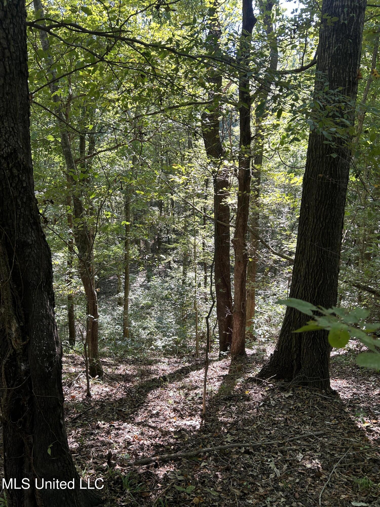 12 Ms Highway Lexington, MS 39095 - Photo 55 of 56 IMG_0347