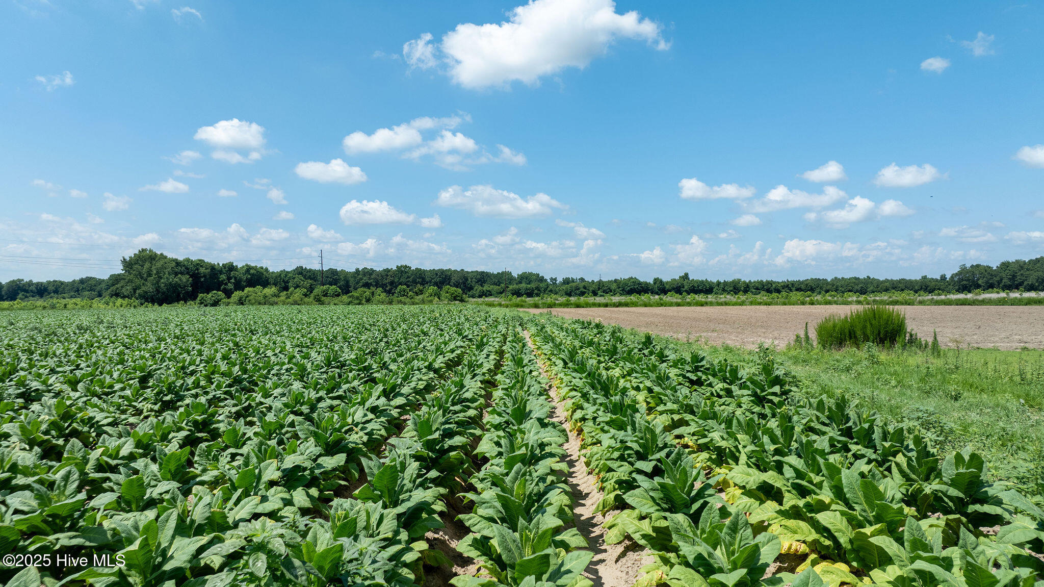 0 Oberry Road Dudley, NC 28333 - Photo 4 of 38 0OberryRd-DudleyNC-3