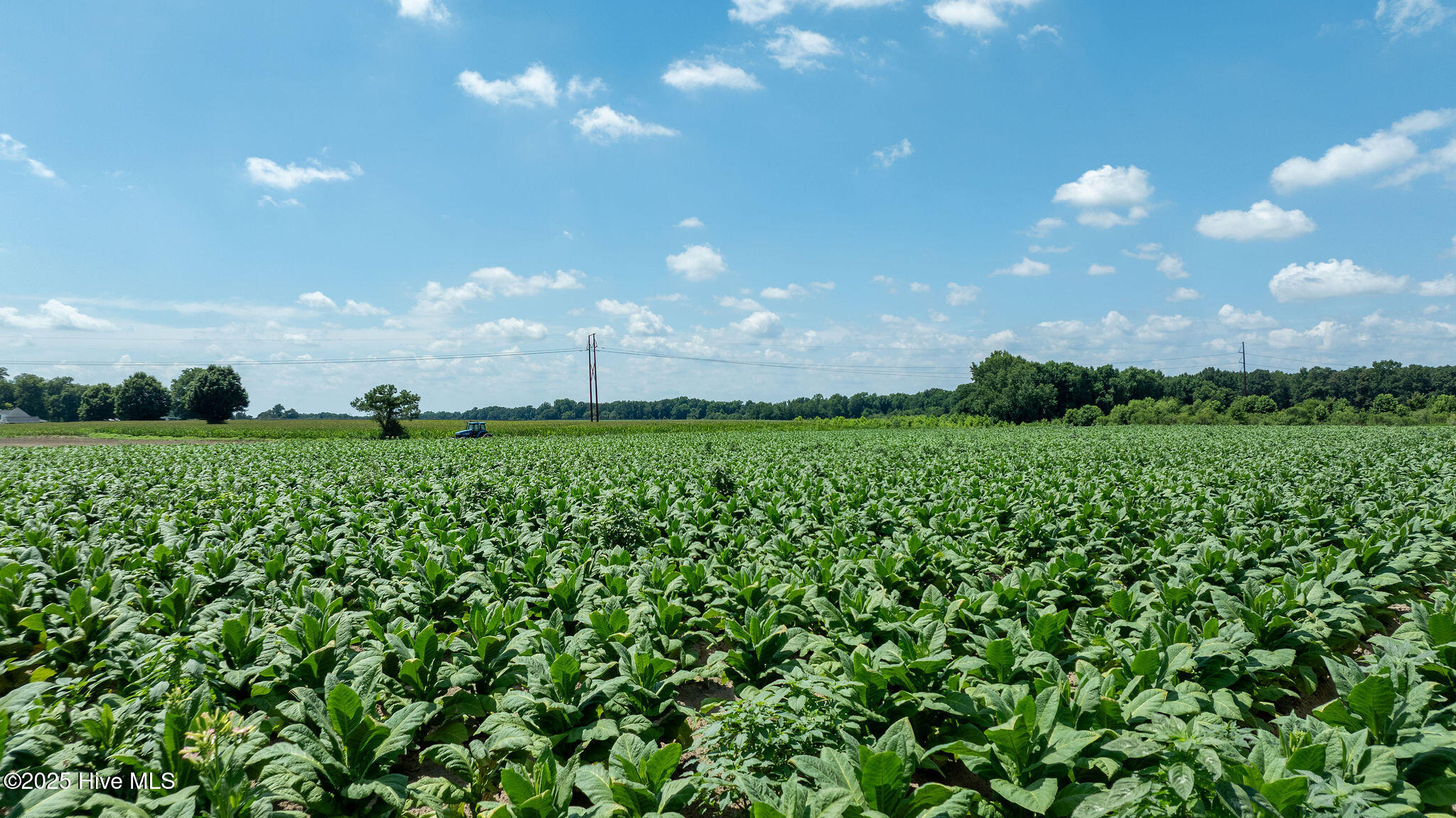 0 Oberry Road Dudley, NC 28333 - Photo 5 of 38 0OberryRd-DudleyNC-4