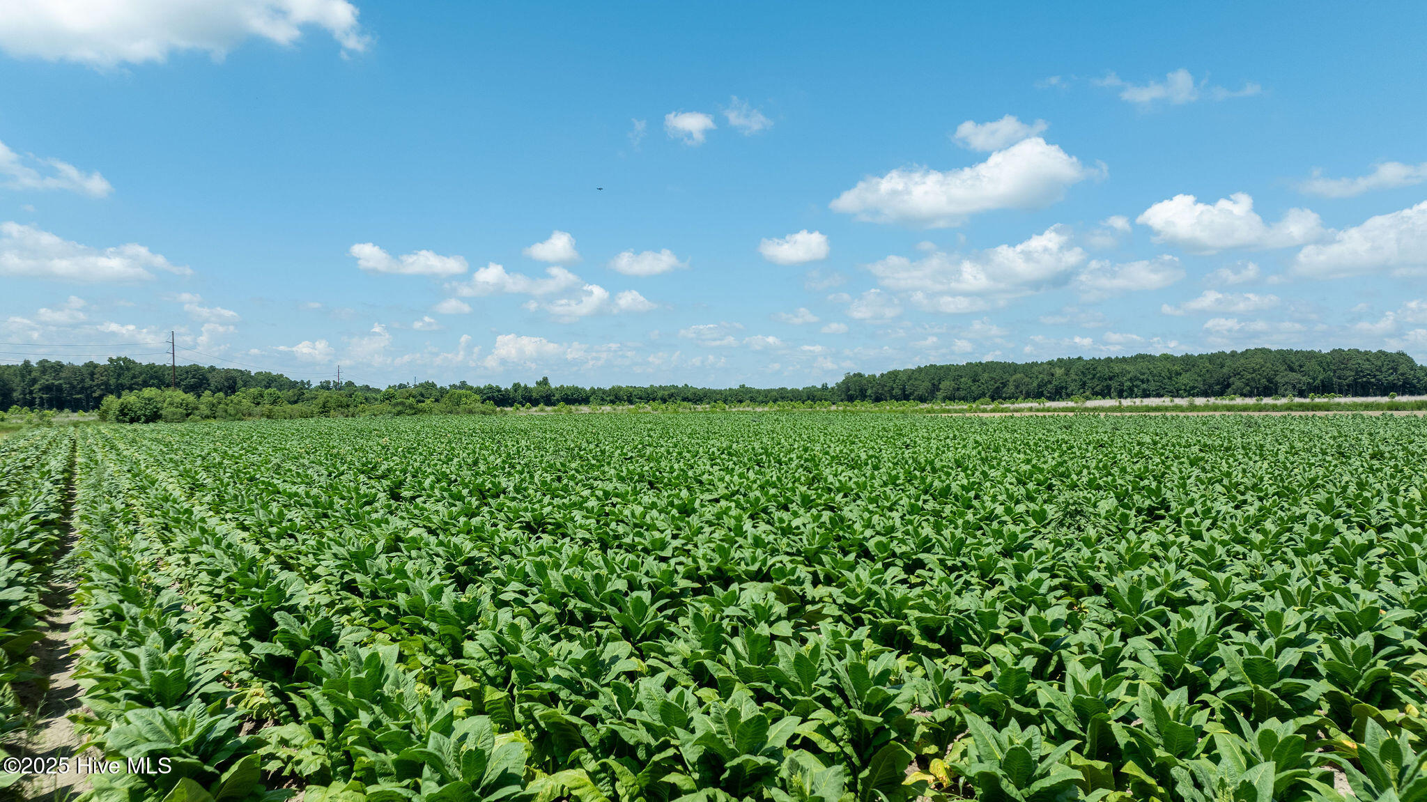 0 Oberry Road Dudley, NC 28333 - Photo 6 of 38 0OberryRd-DudleyNC-5