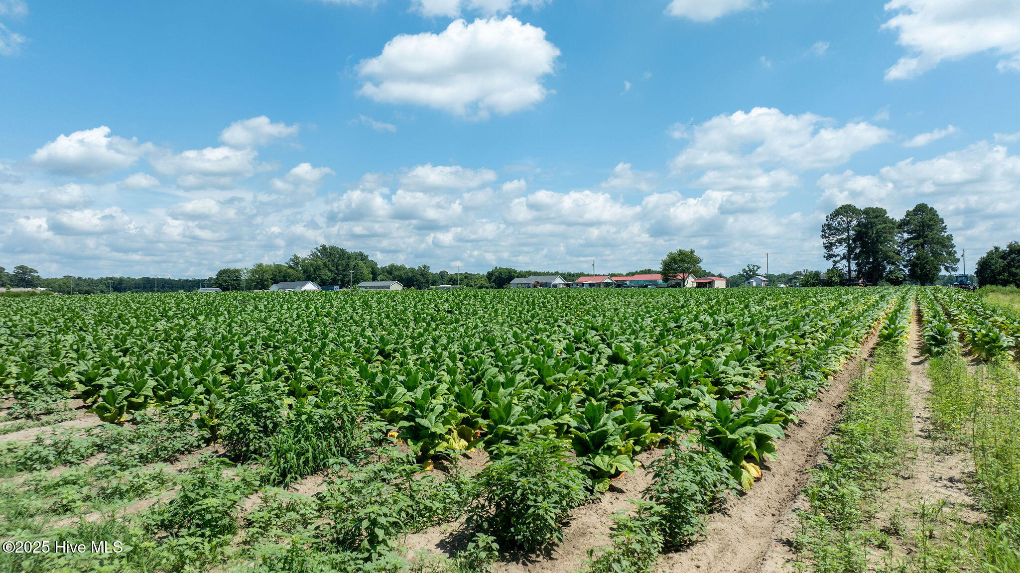 0 Oberry Road Dudley, NC 28333 - Photo 7 of 38 0OberryRd-DudleyNC-7