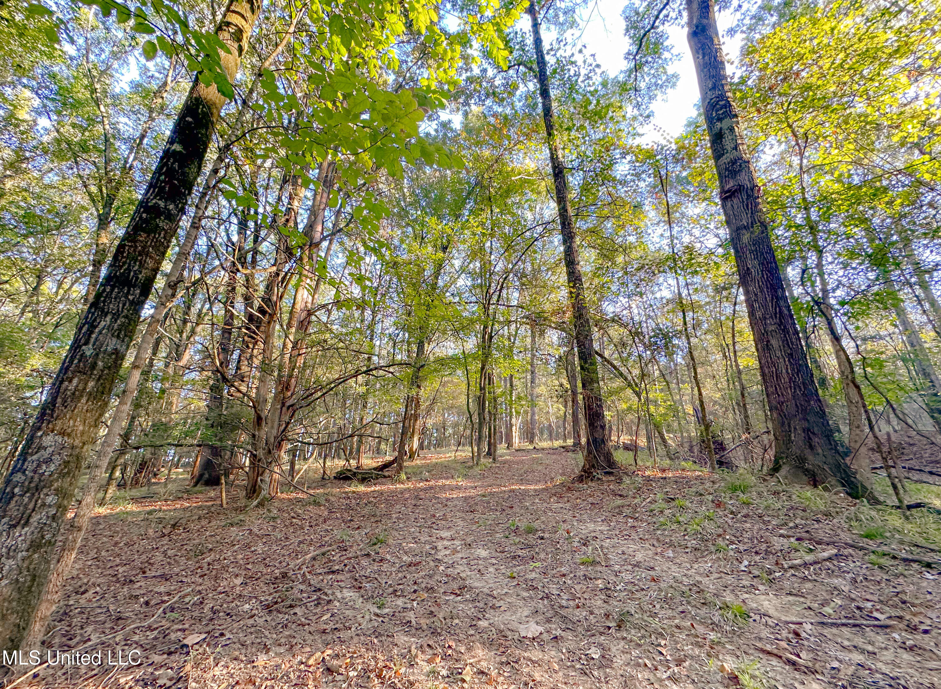 Mt Leopard Road Flora, MS 39071 - Photo 10 of 14 IMG_0771