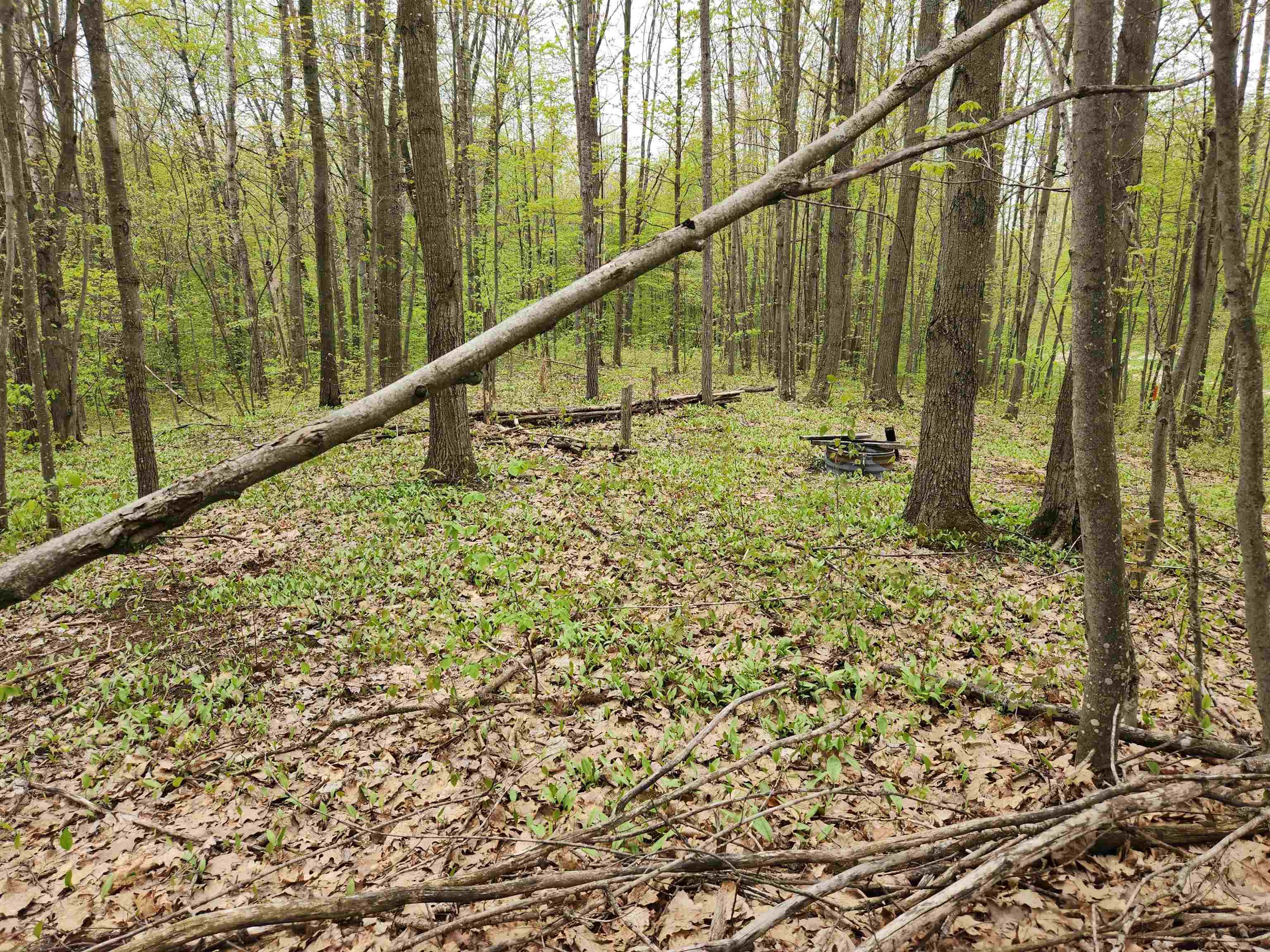 Lot 20 Heather Ridge Trail Beulah, MI 49617 - Photo 5 of 12