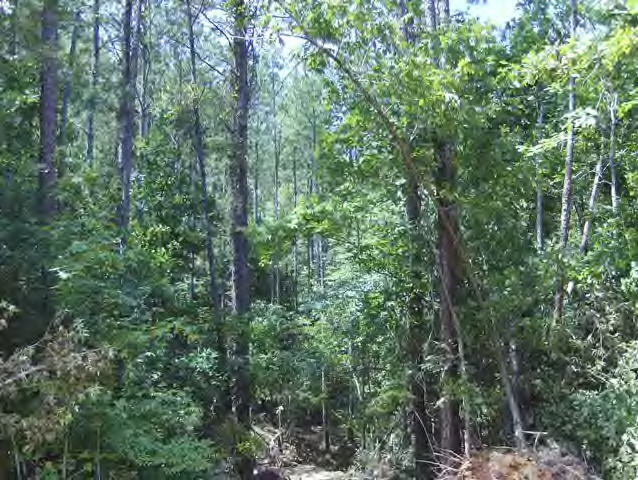 Whetstone Road Woodville, MS 39669 - Photo 10 of 46 Additional View 9