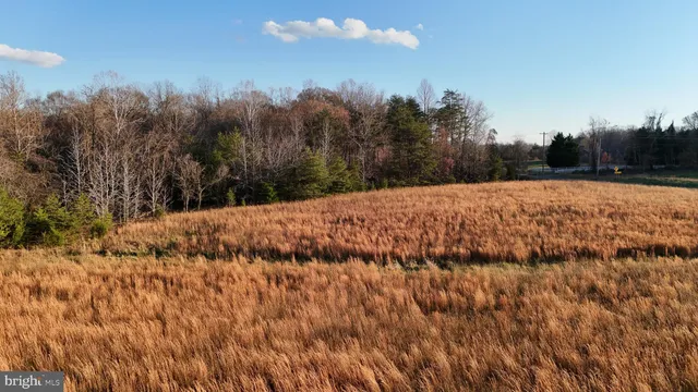 a view of large trees