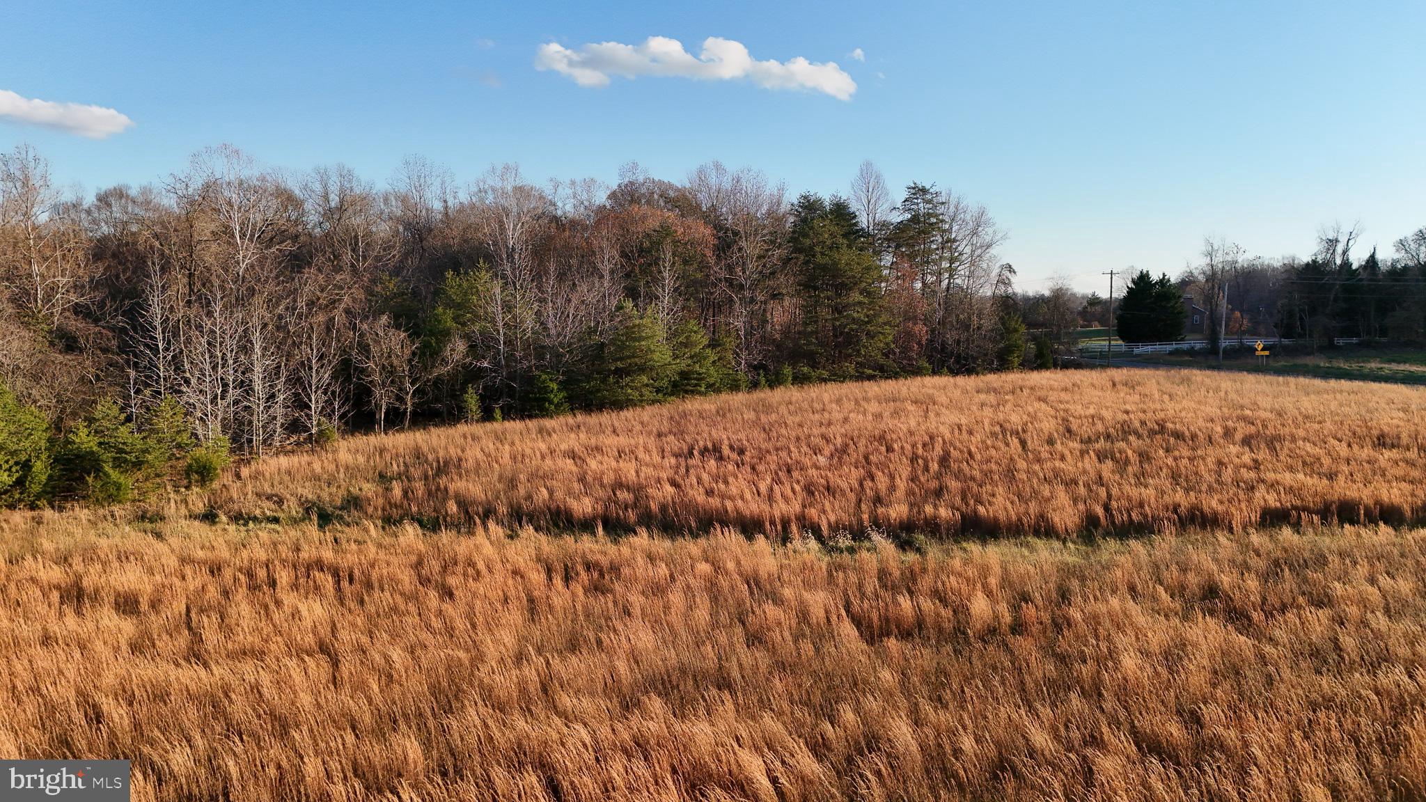 a view of large trees