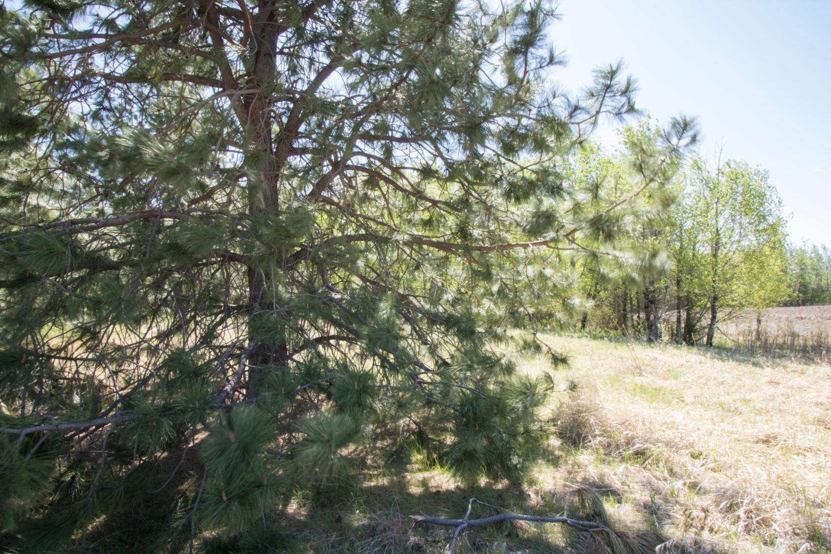 Nine North Dover Road, Unit PARCEL B Nine Mile Falls, WA 99026 - Photo 11 of 26 Gallery Image 11