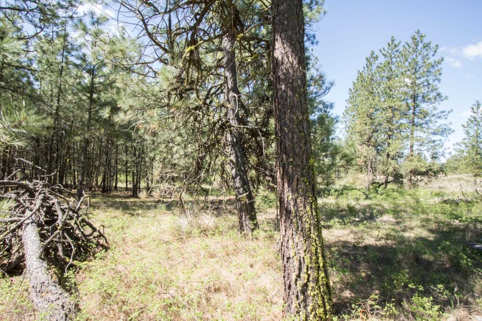 Nine North Dover Road, Unit PARCEL B Nine Mile Falls, WA 99026 - Photo 16 of 26 Gallery Image 16