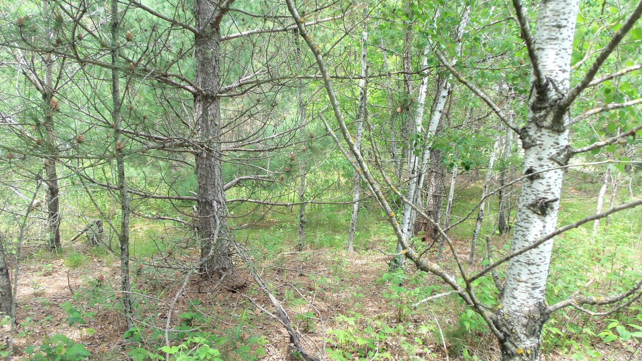 Lot 21 Maple Lane Siren, WI 54872 - Photo 6 of 9