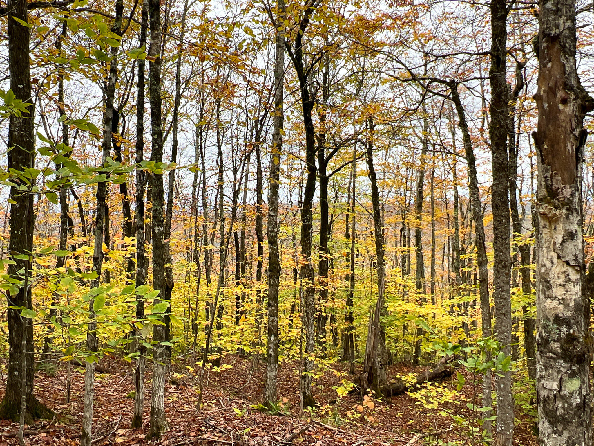 Lot 4 Nelson Road Oakfield, ME 04763 - Photo 17 of 19 Photo Oct 16 2023, 1 53 45 PM