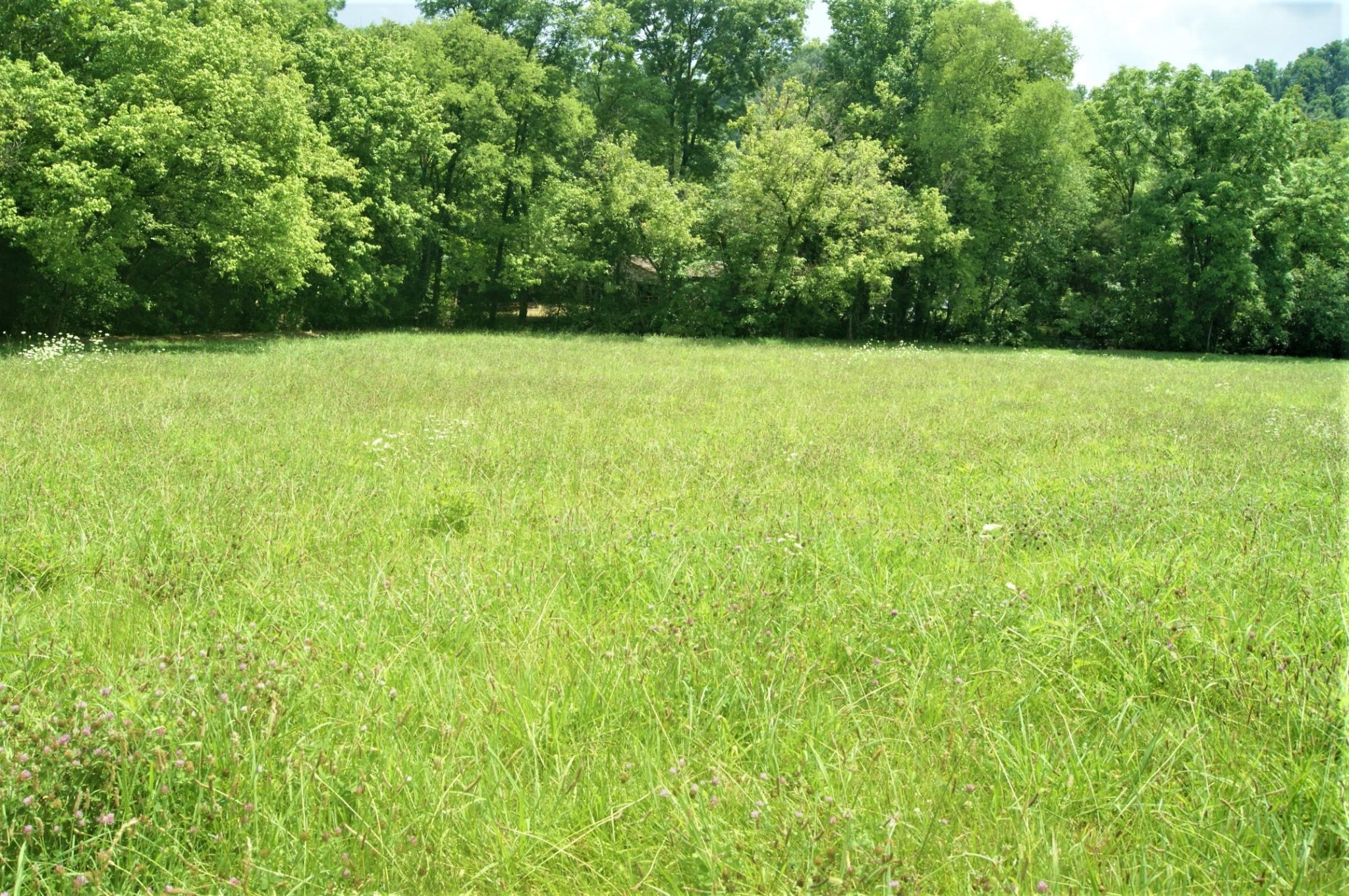 2090 Fairview Road Tellico Plains, TN 37385 - Photo 36 of 40 a view of green field with trees in the background