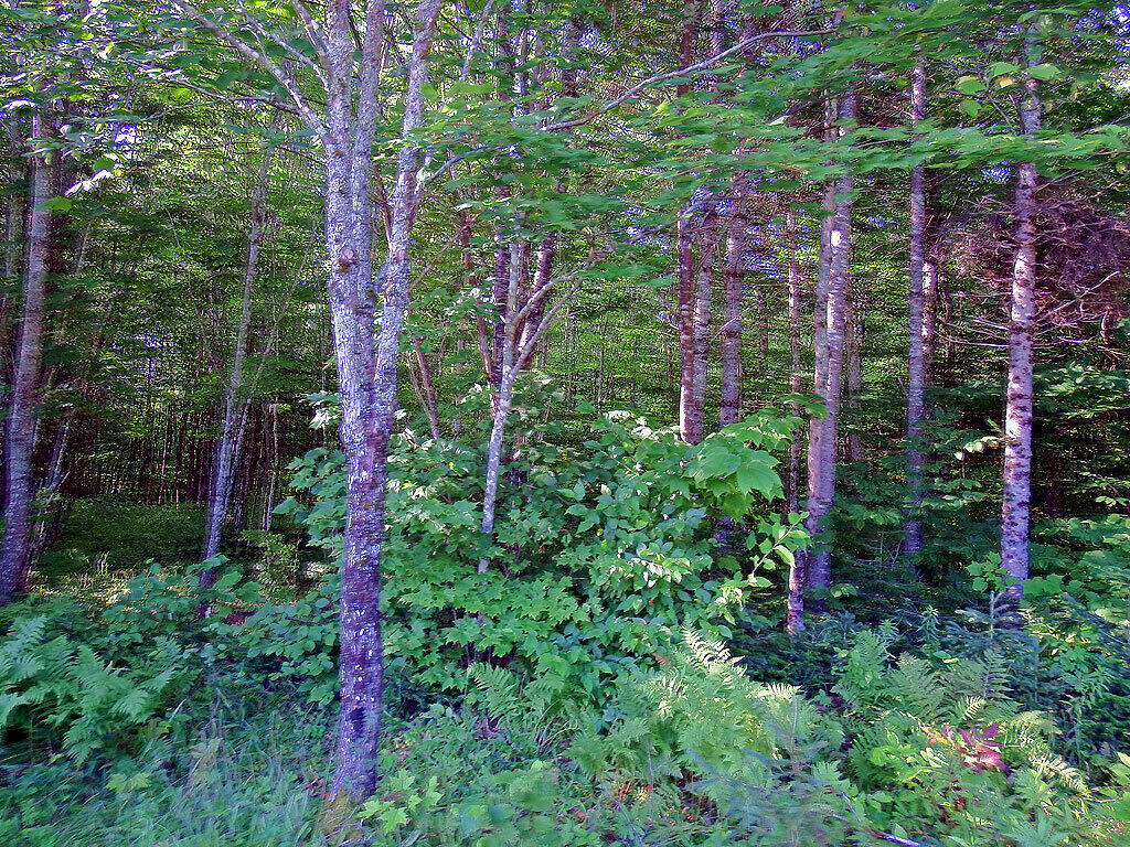 Lot 1 Us Route 212 Road Merrill, ME 04780 - Photo 13 of 14 dunn-wooded-land-merrill-me