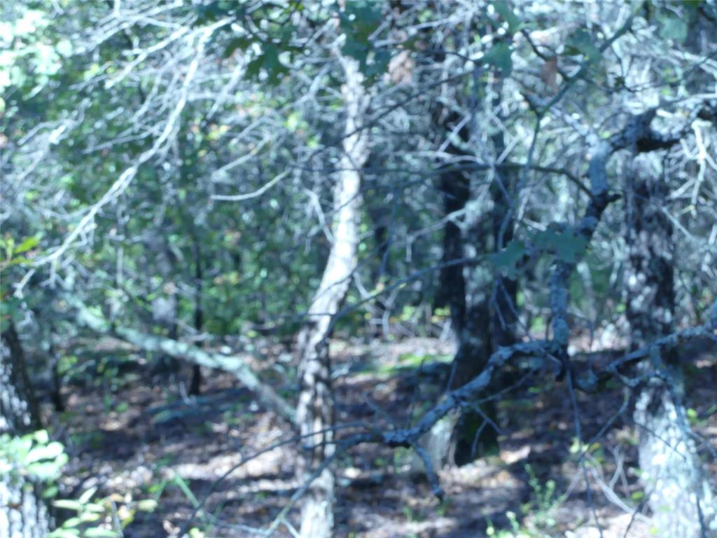 1746 Dog Kennel Road Sunset, TX 76270 - Photo 18 of 29 View of undeveloped land