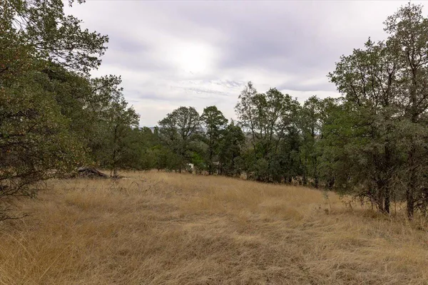 a view of a yard with trees