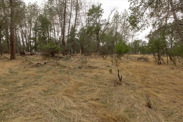 a view of a forest with trees in the background