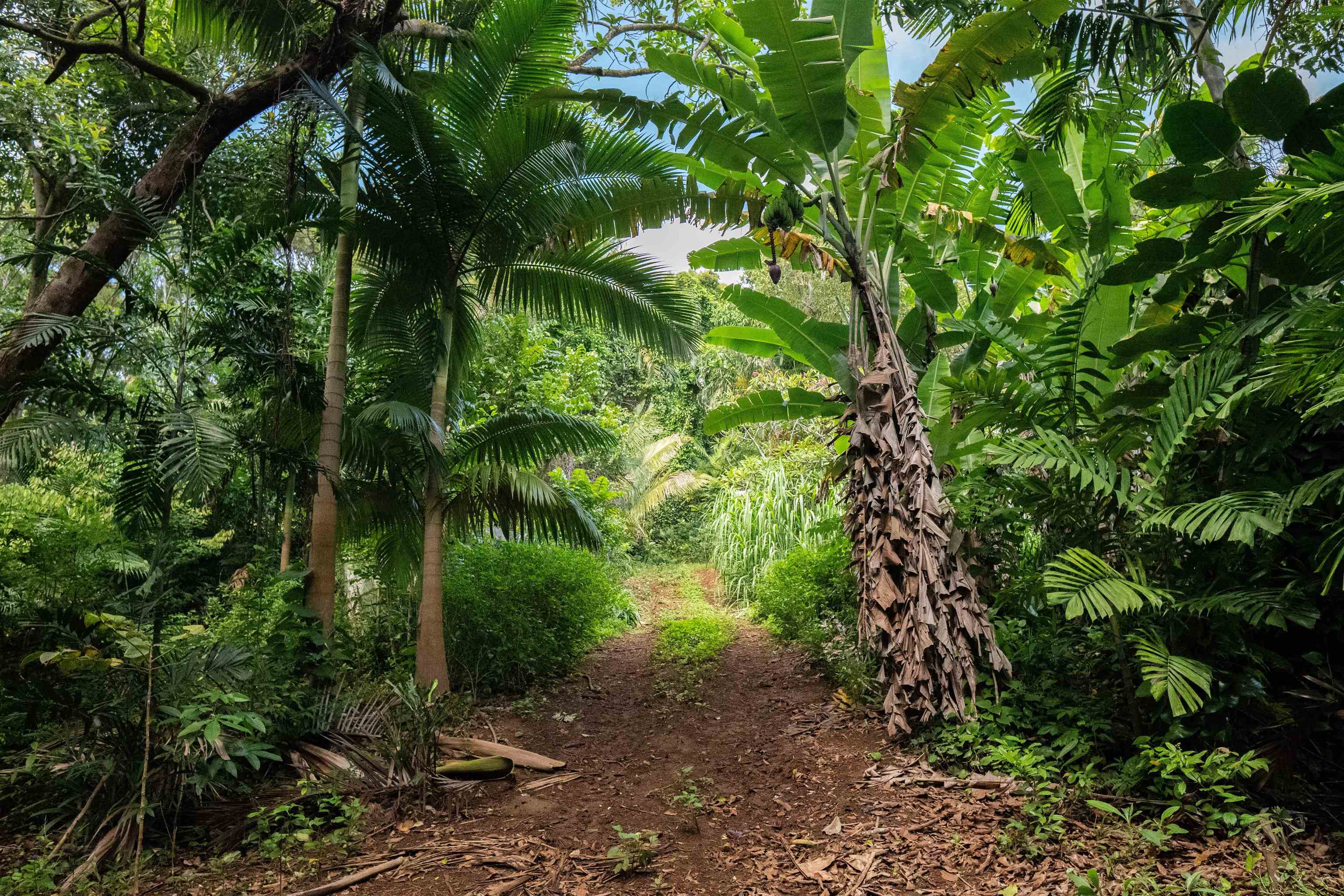 420 Haumana Road Haiku, HI 96708 - Photo 42 of 50