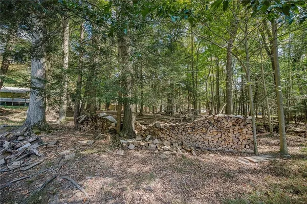 a view of a forest filled with trees