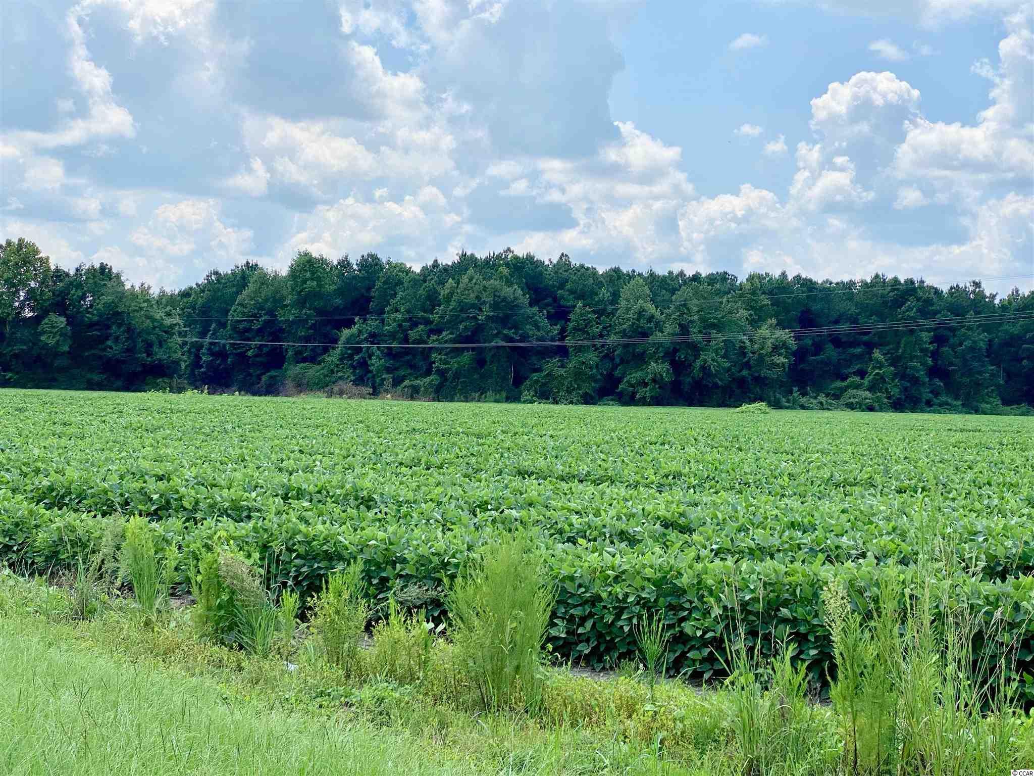 501 Aynor Sc 29511 Aynor, SC 29511 - Photo 20 of 31