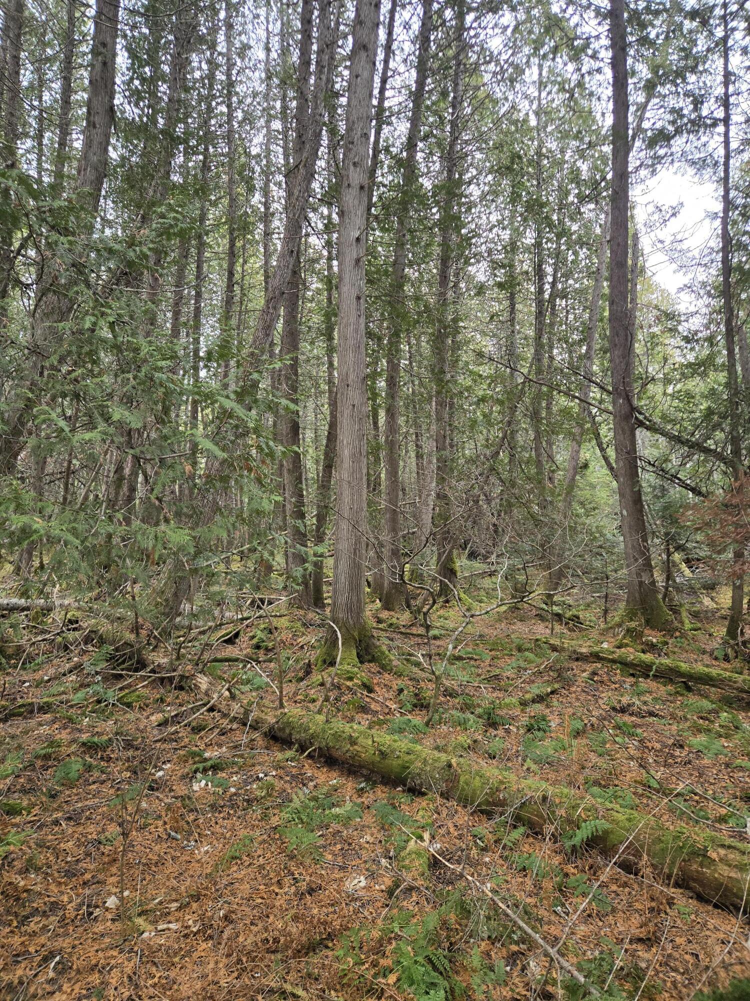 469 East Cottage Road Portage, ME 04768 - Photo 41 of 63 20241120_110738